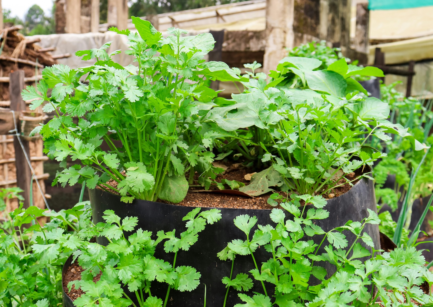 Container growing coriander