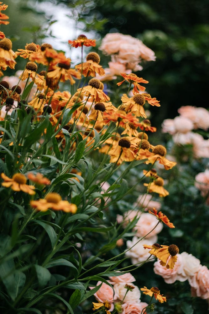 Helenium flowers Helenium flowers