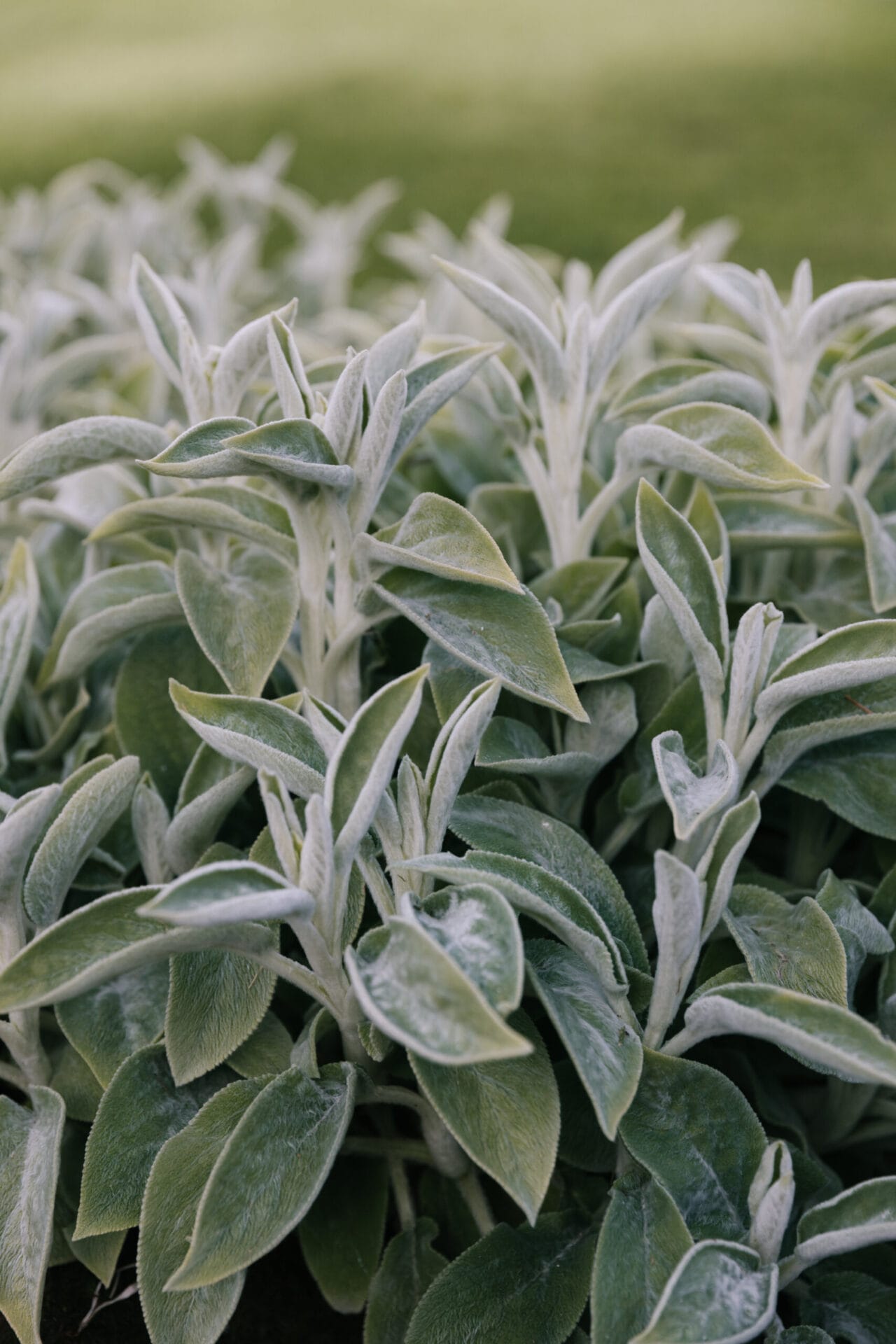 Lamb's ears plants are drought tolerant and easy to grow
