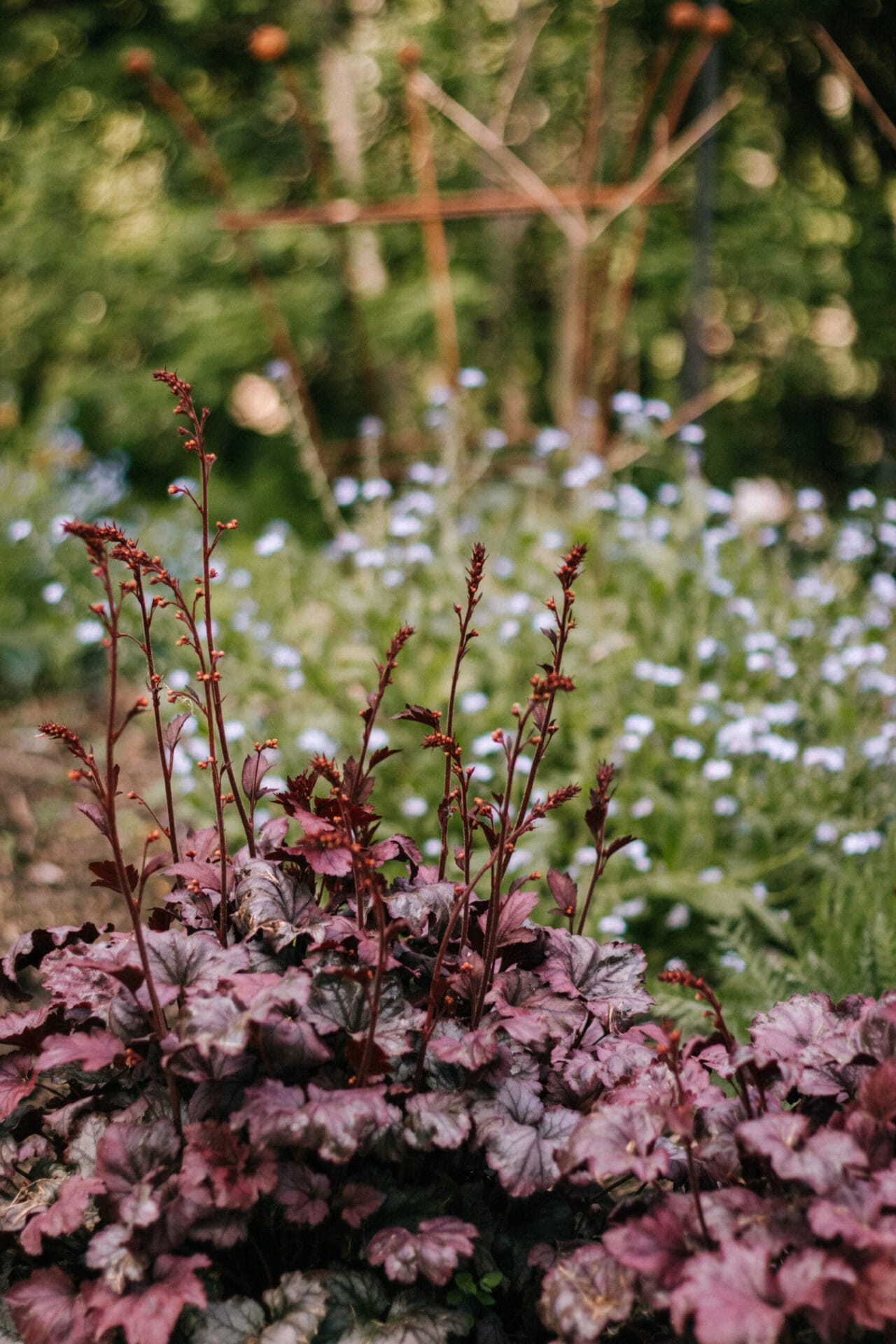 Heuchera flowering through summer