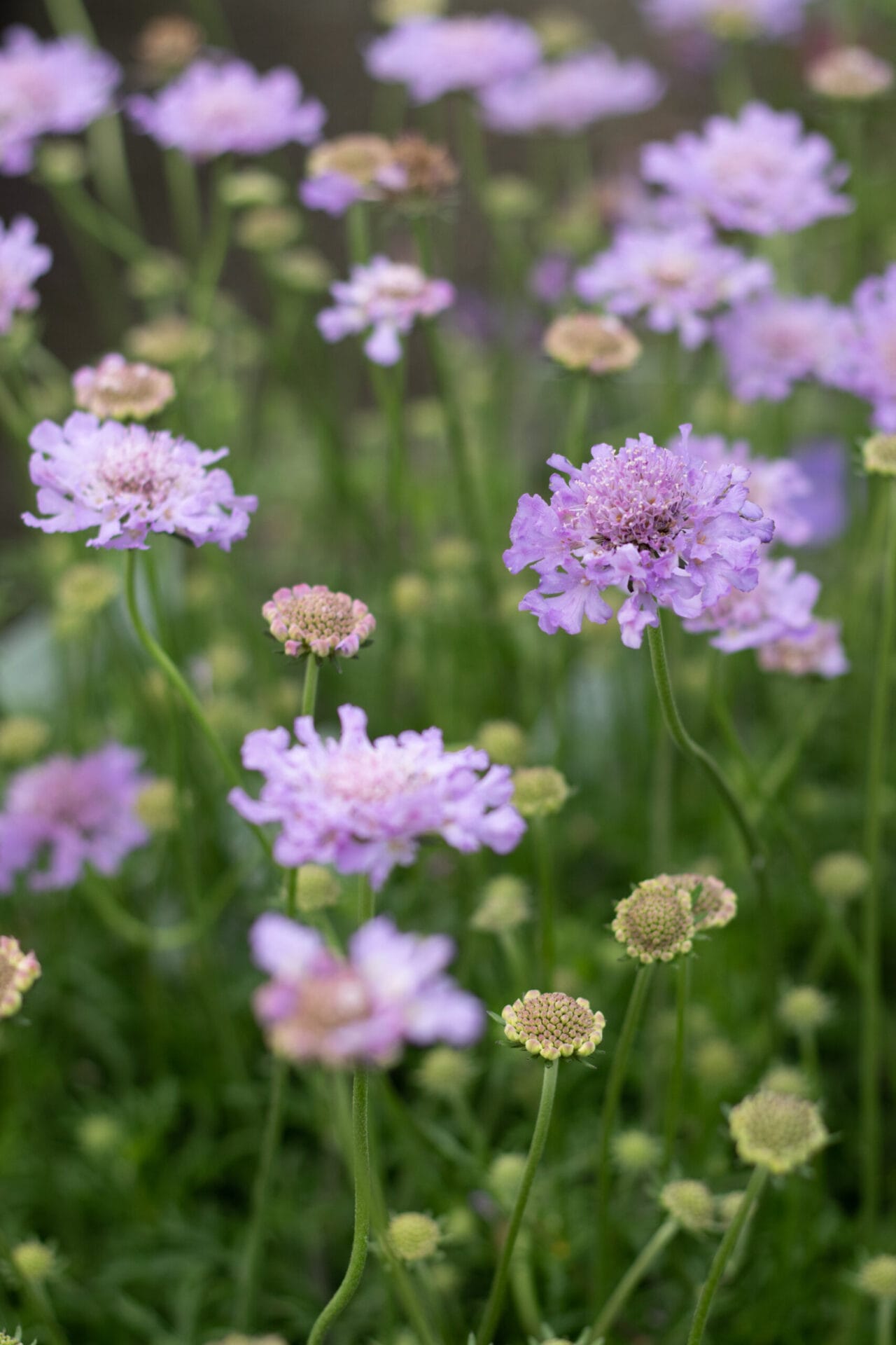 Perennial scabiosa