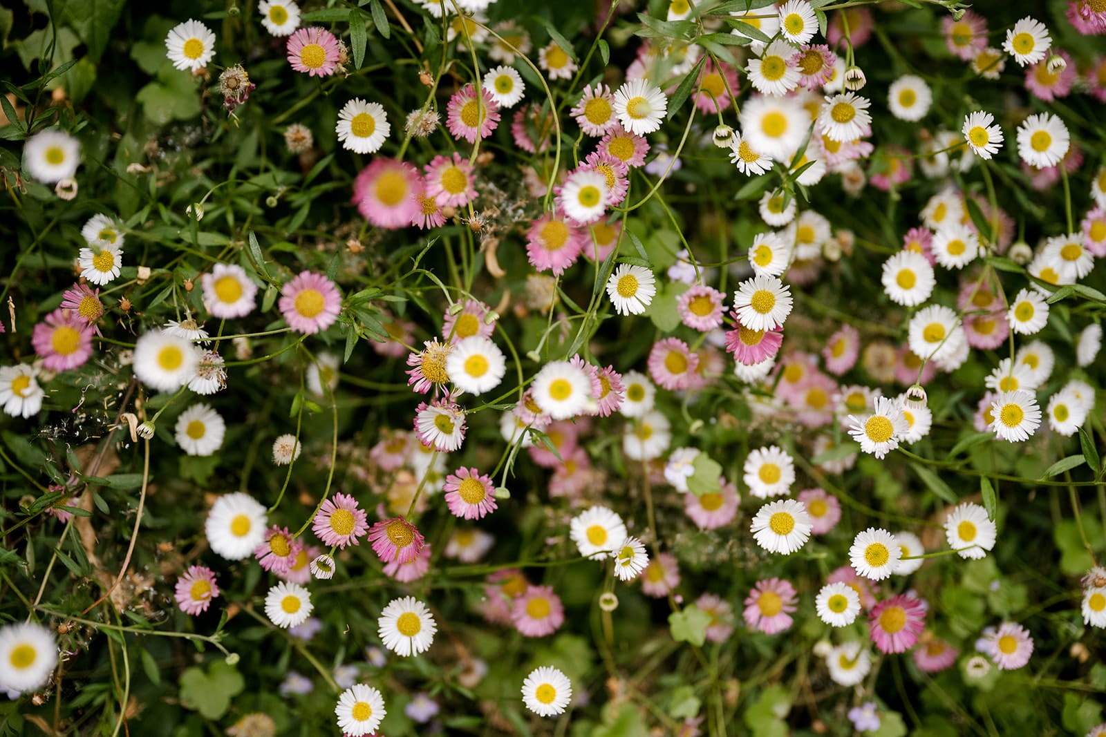 Mexican daisy - Summer flowering daisy