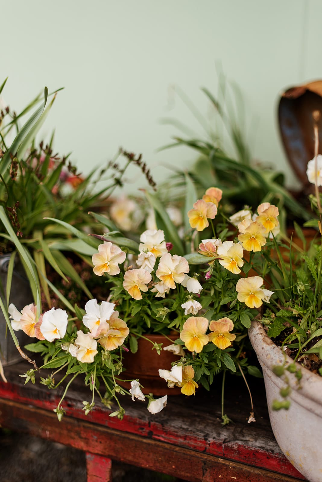 Pansies in spring garden