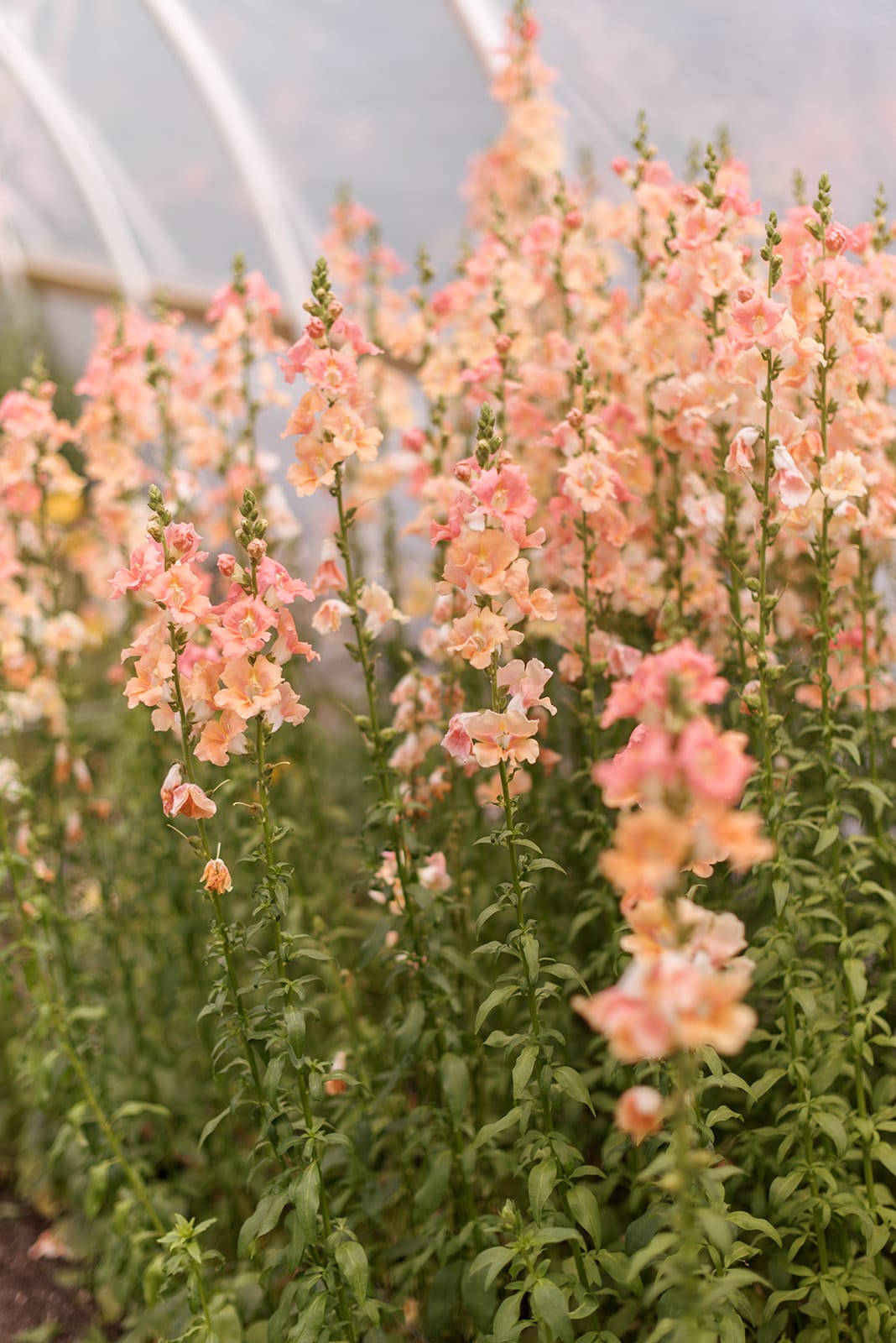 Snap dragons in spring garden