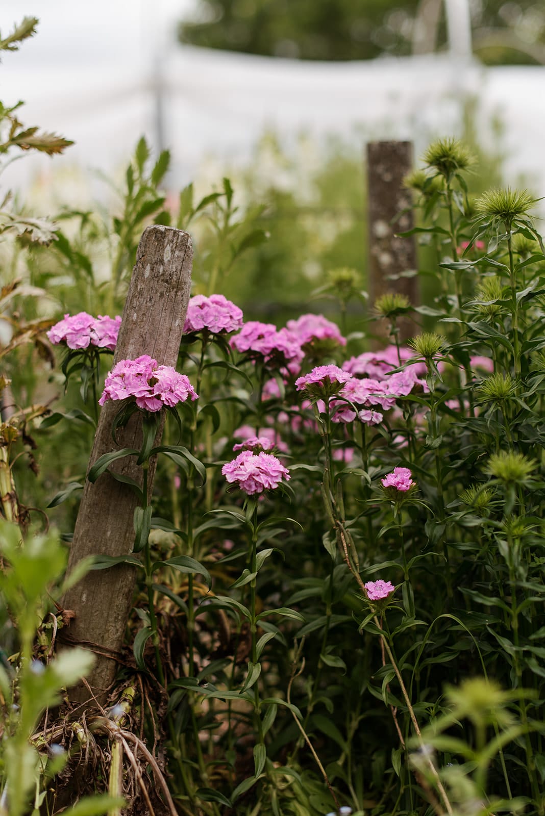 Sweet William (Dianthus barbatus)