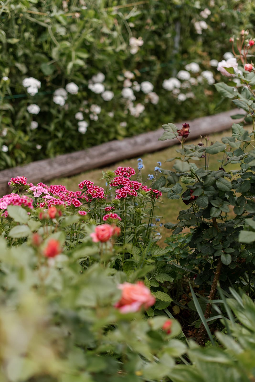 Colourful annuals to plant in your garden Colourful annuals to plant in your garden