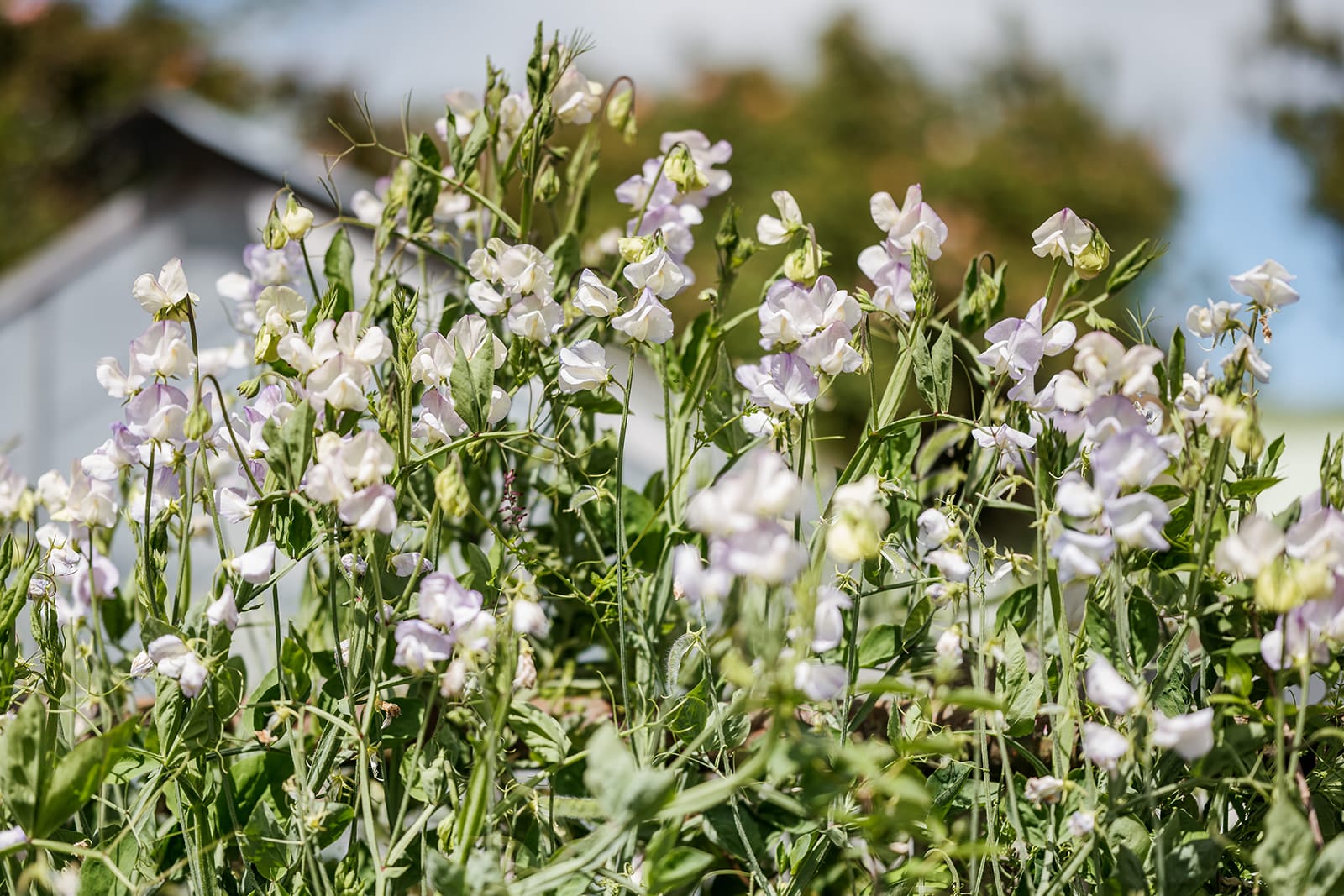 Sweet peas in spring garden