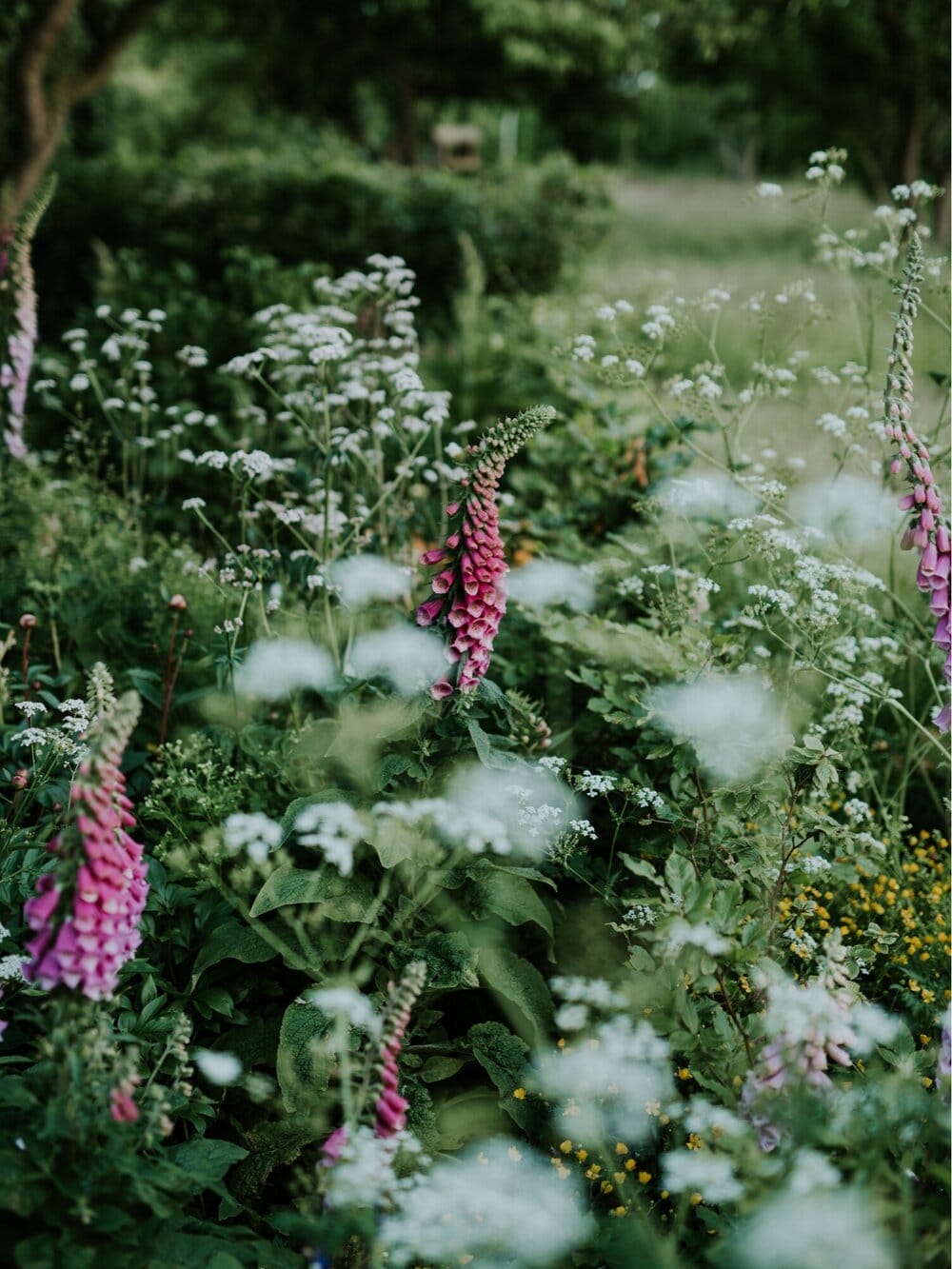 Foxgloves in a wild cottage garden Foxgloves in a wild cottage garden