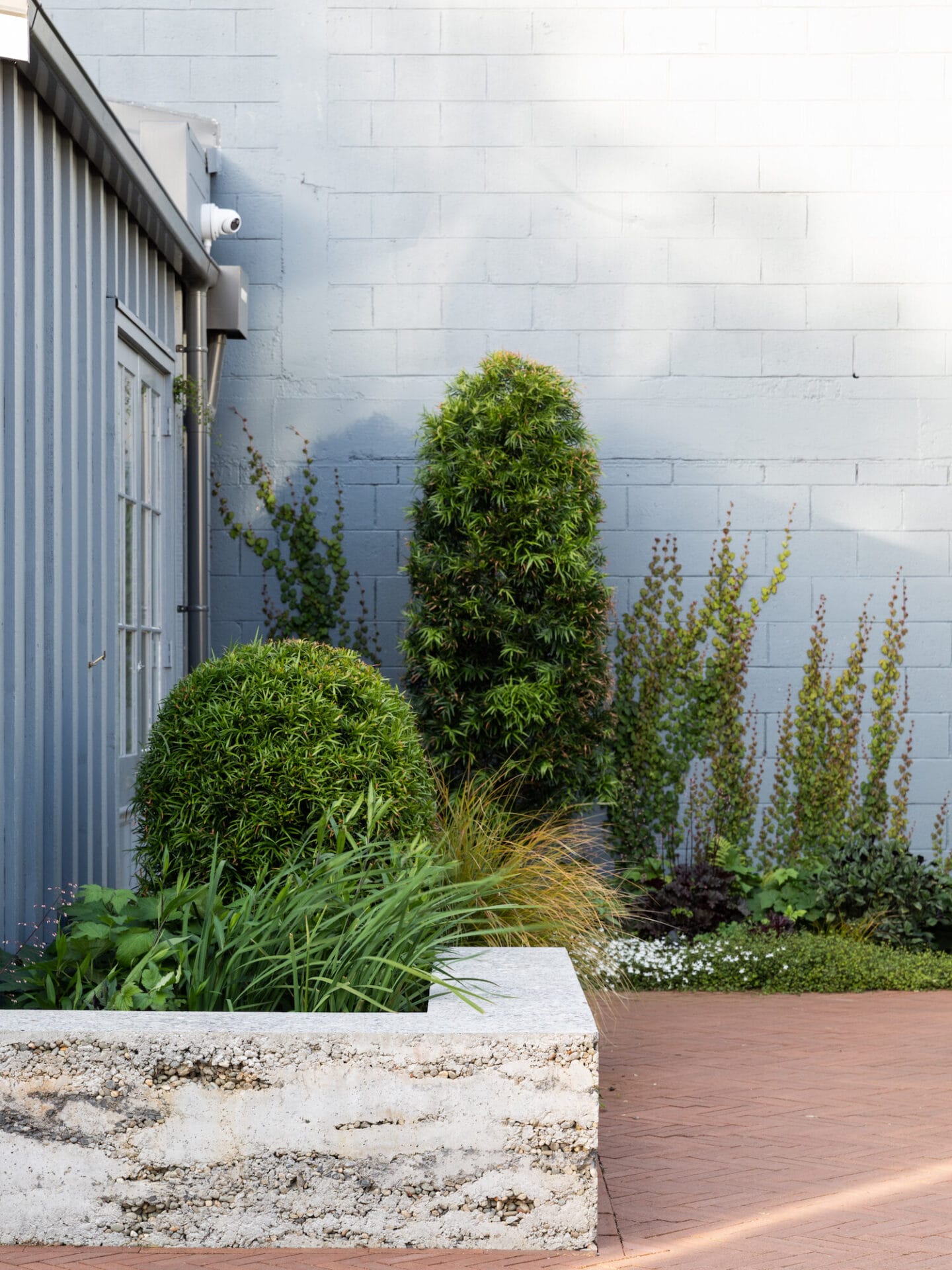 Podocarpus gracilior (‘Fern Pine’) topiaries with Iris sibirica 'Caesar's Brother' (Siberian Iris)