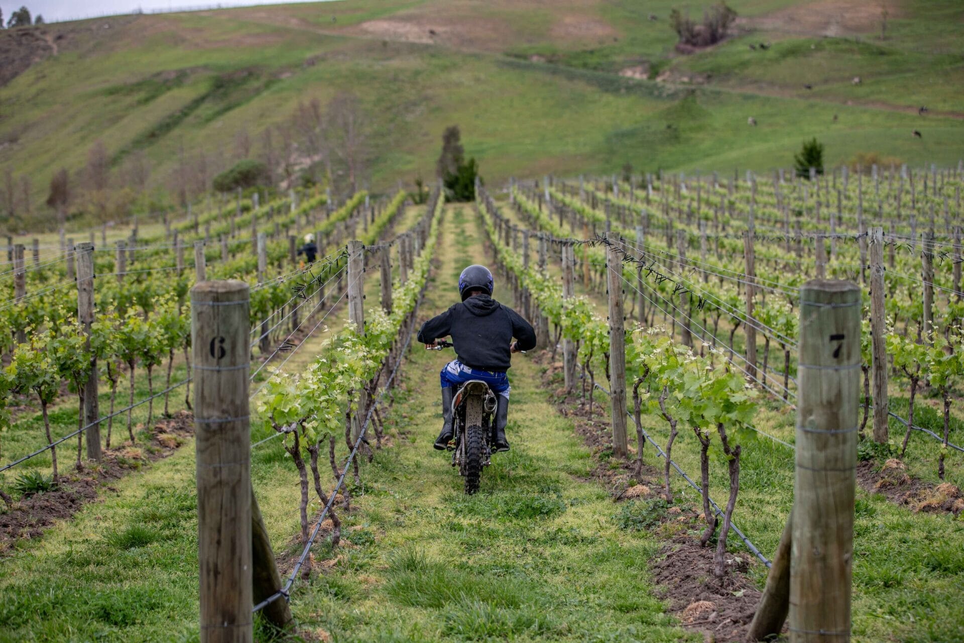 The boys blat up and down the vineyards on their motorbikes.