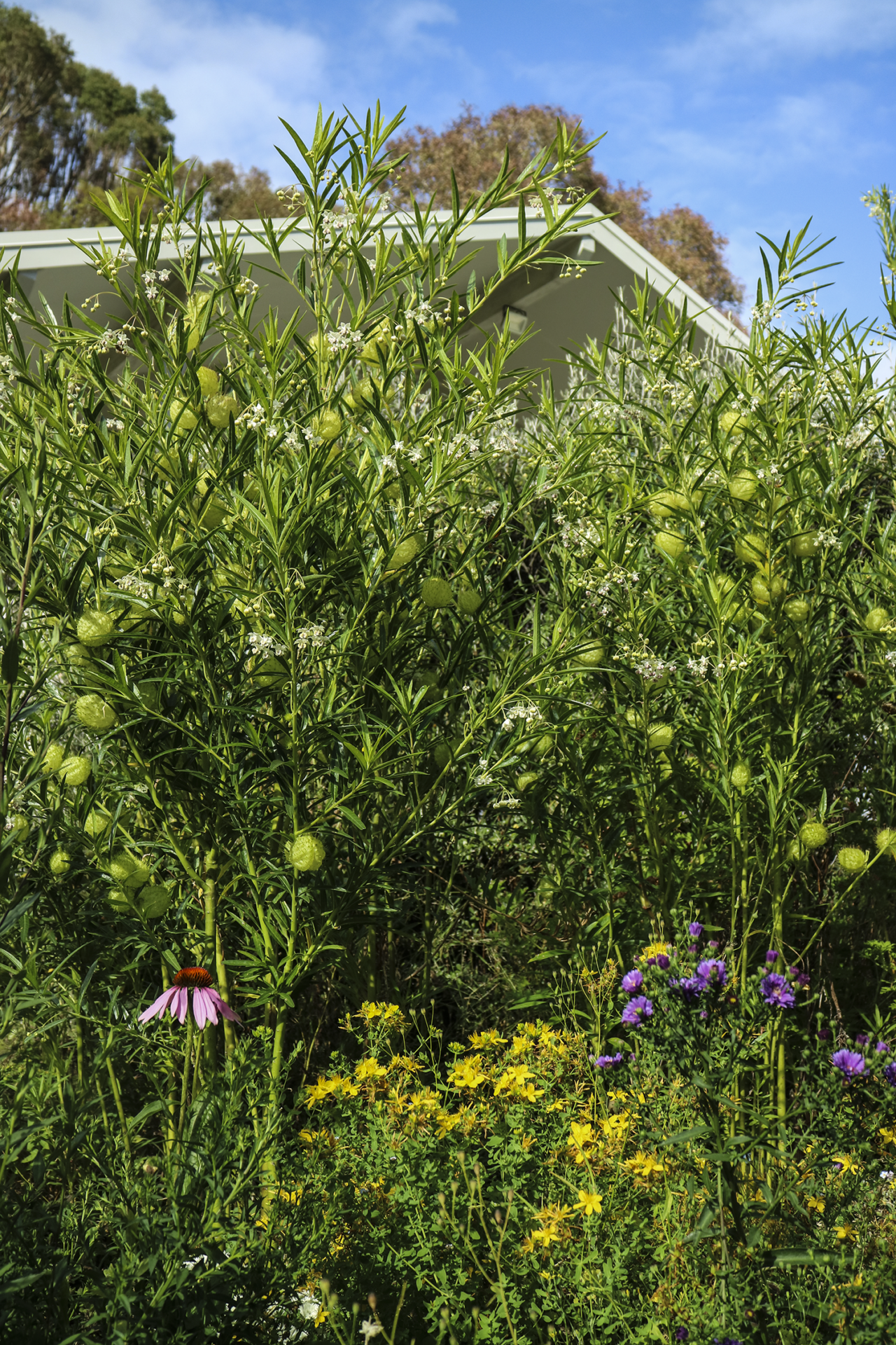 Liv’s swan plant (gomphocarpus physocarpus) forest