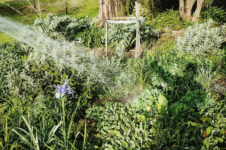 Aim towards the base of a plant with a diffused water jet to reduce disturbance to the soil or root system.