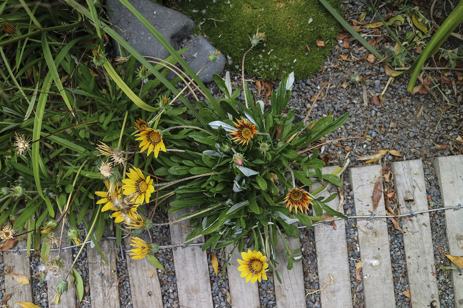 Gazanias foraged from the local beachsides