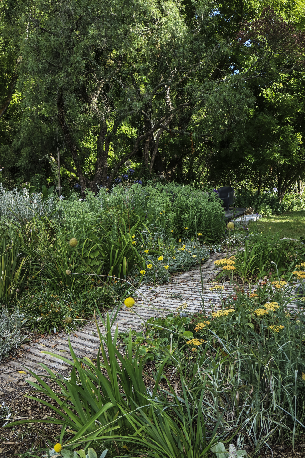 A pathway through the garden from ‘the stage; to the orchard made out of old fence battens