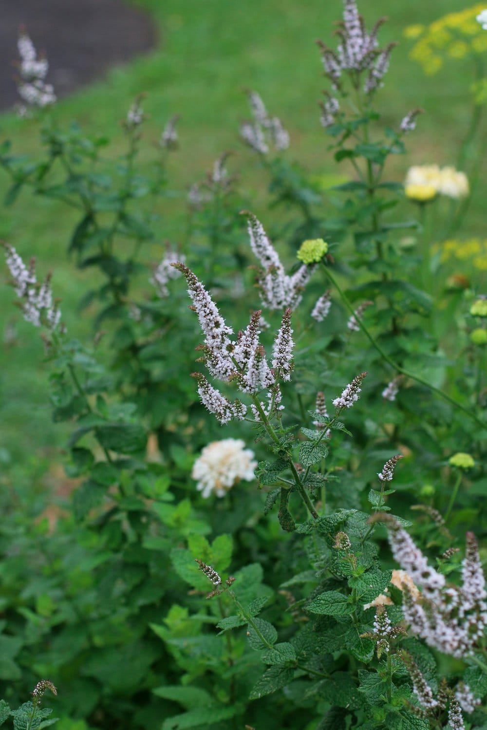 Apple Mint Apple Mint - Plant Division