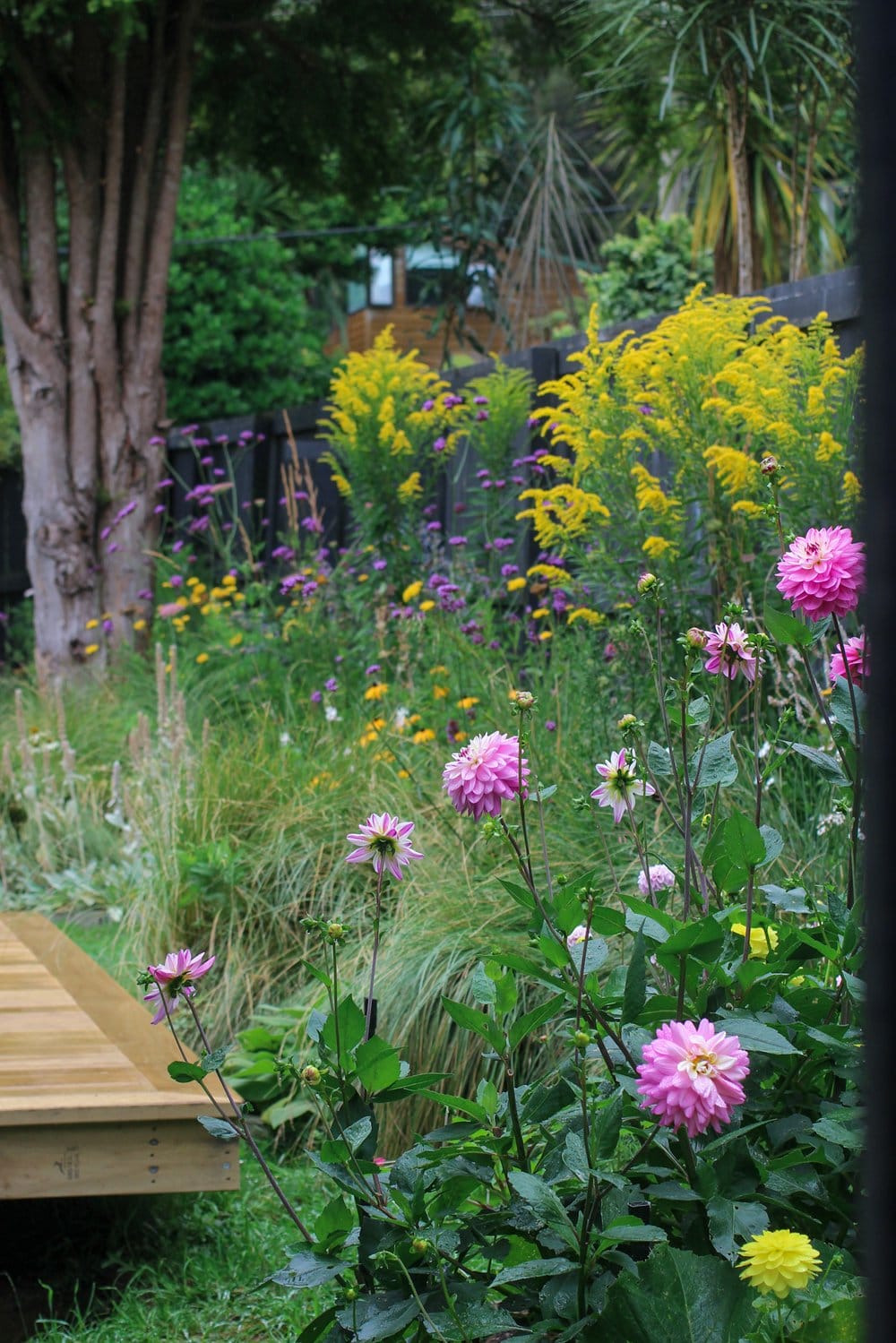 Perennial garden with dahlias by division and propagation Perennial garden with dahlias by division and propagation
