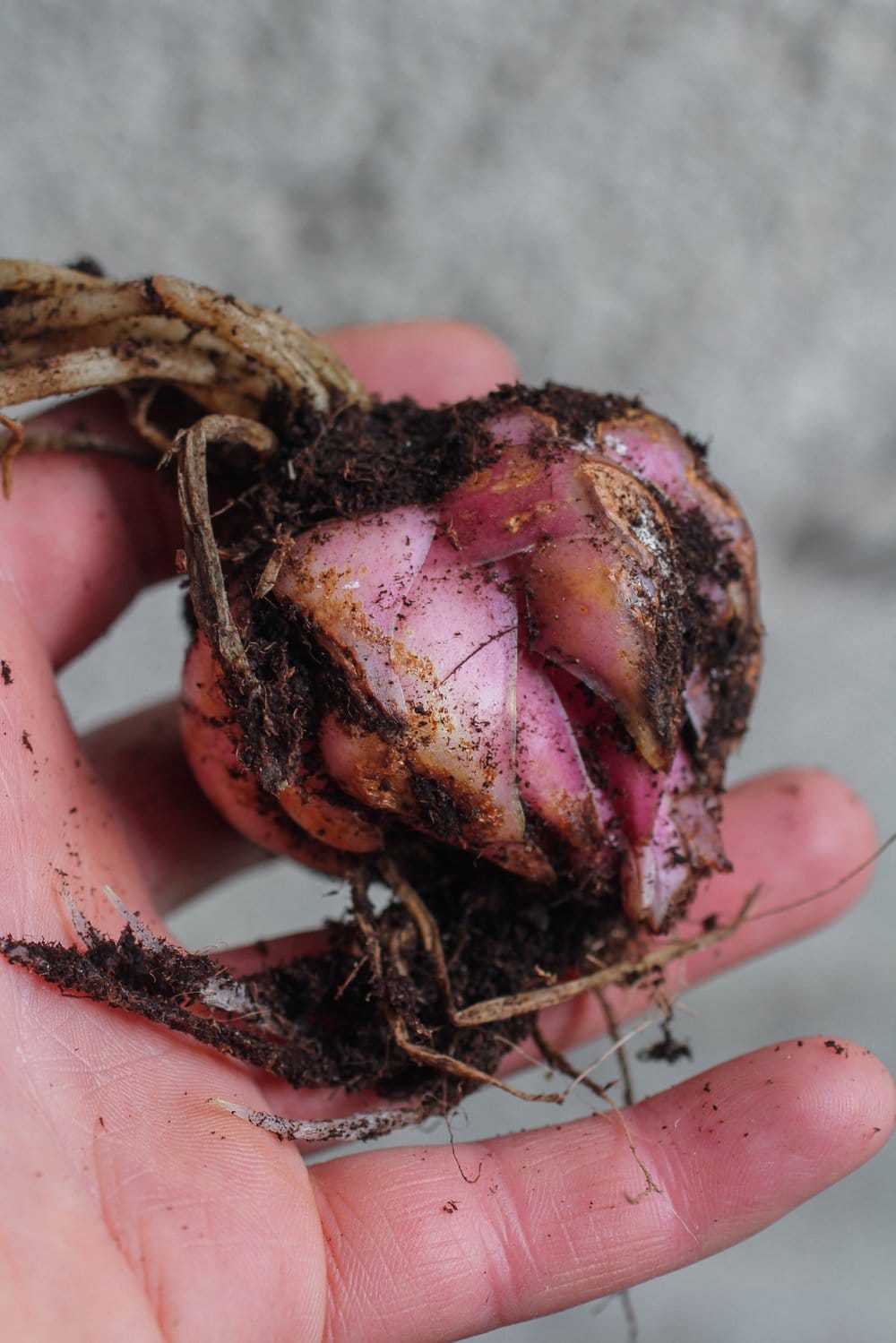 Rose lily Bulb Rose lily Bulb Division