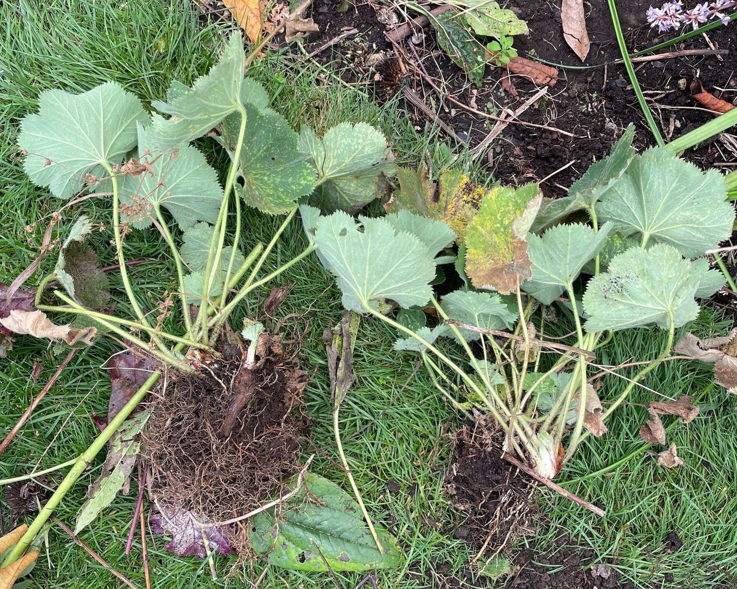 Division by crown with alchemilla mollis Division by crown with alchemilla mollis