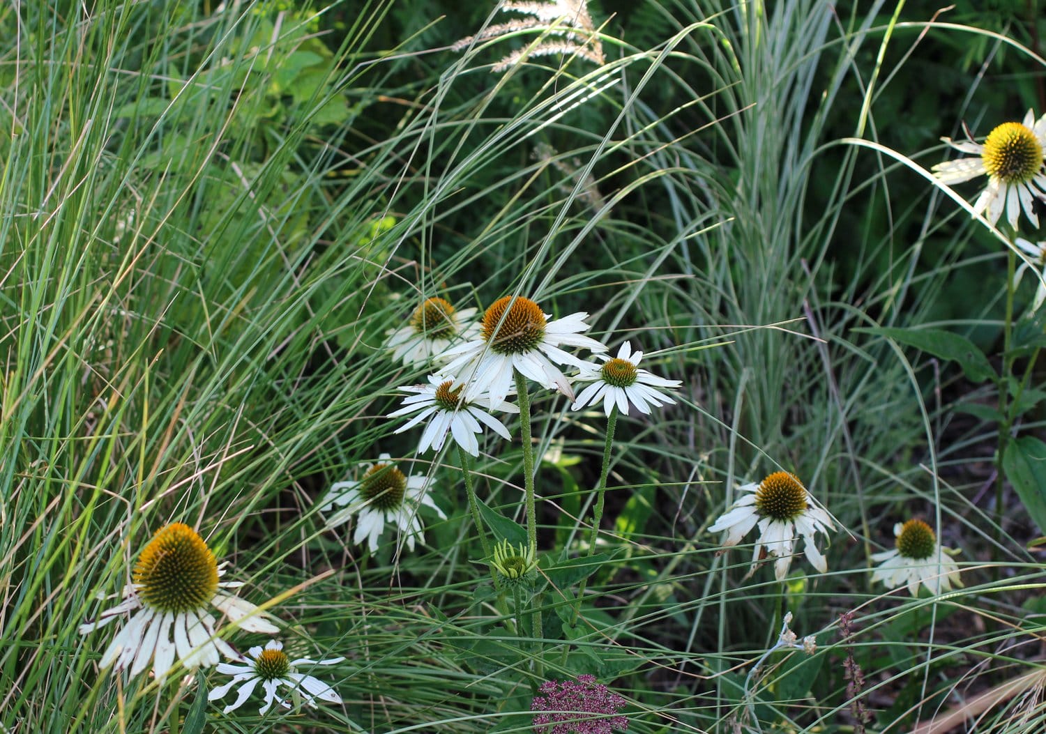 Echinacea and ornamental grasses - perennial garden. Echinacea and ornamental grasses in Elly’s perennial garden.