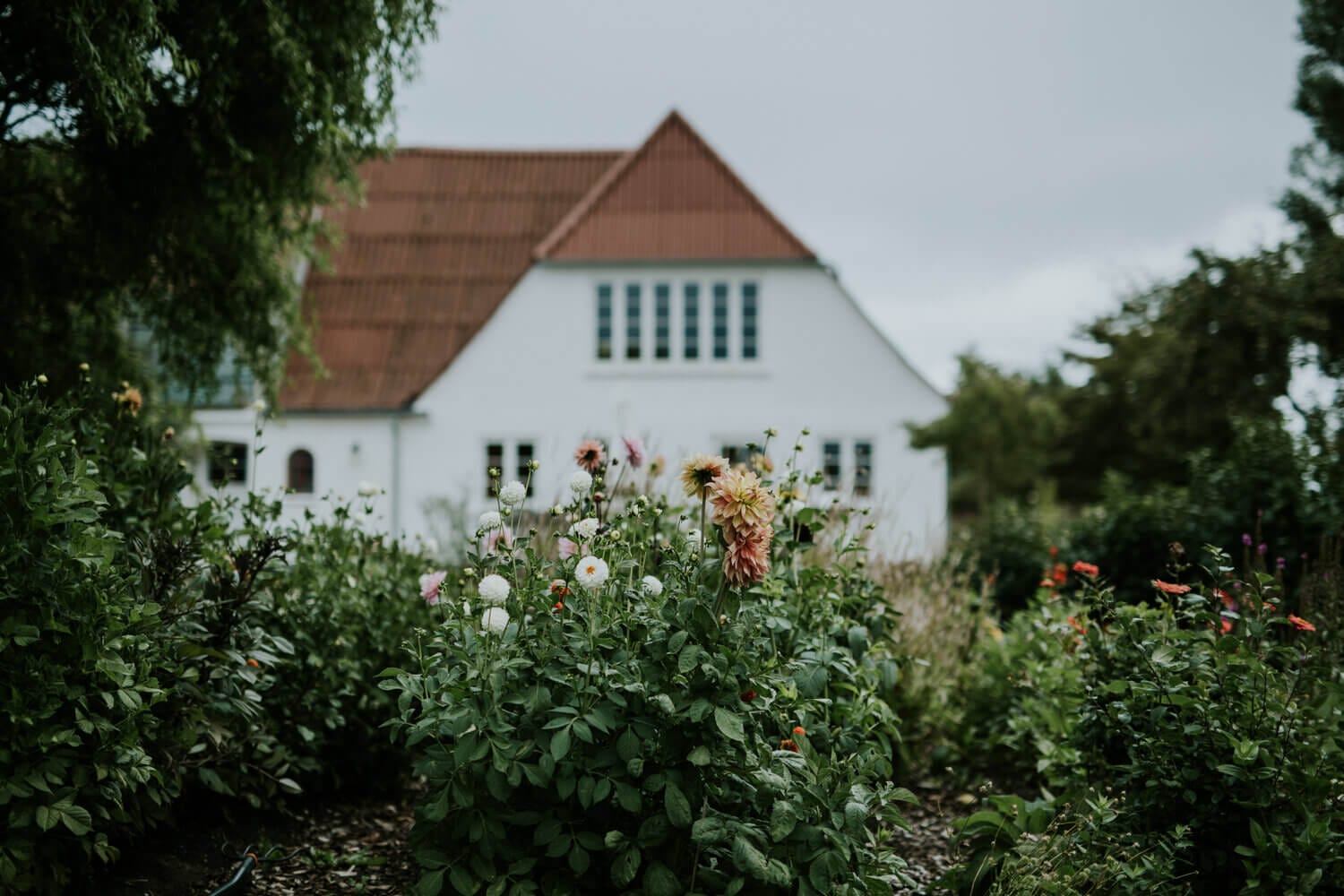 Camilla’s favourite cut flowers are dahlias; cosmos; sweet peas and sun flowers.