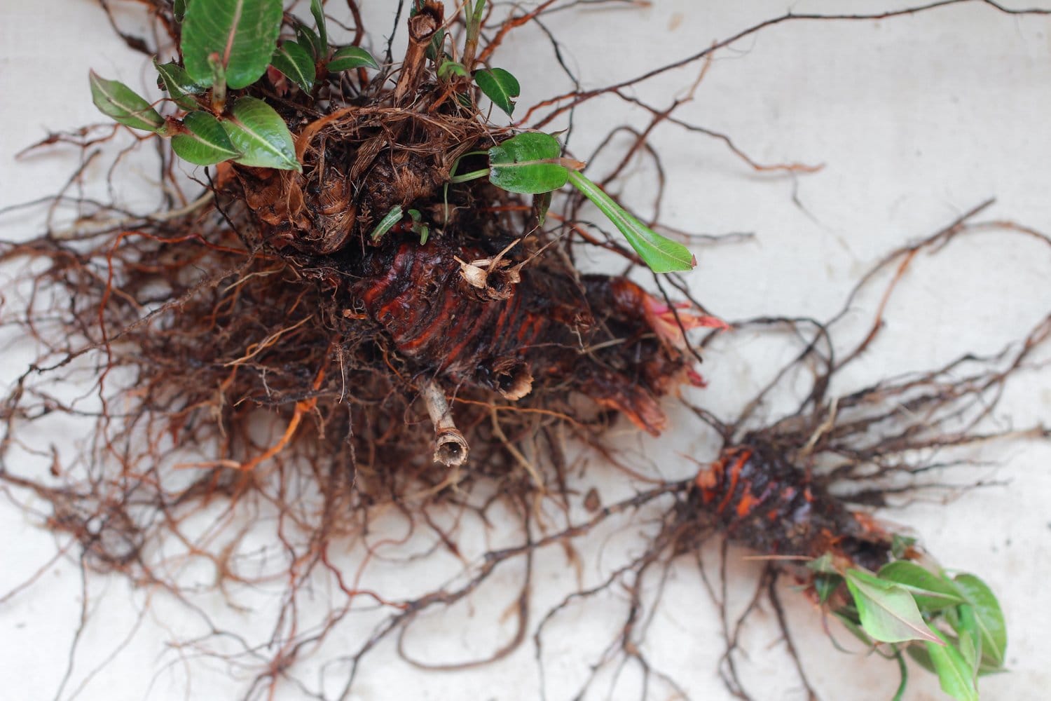 Persicaria Rhizome Persicaria Rhizome - plant propagation
