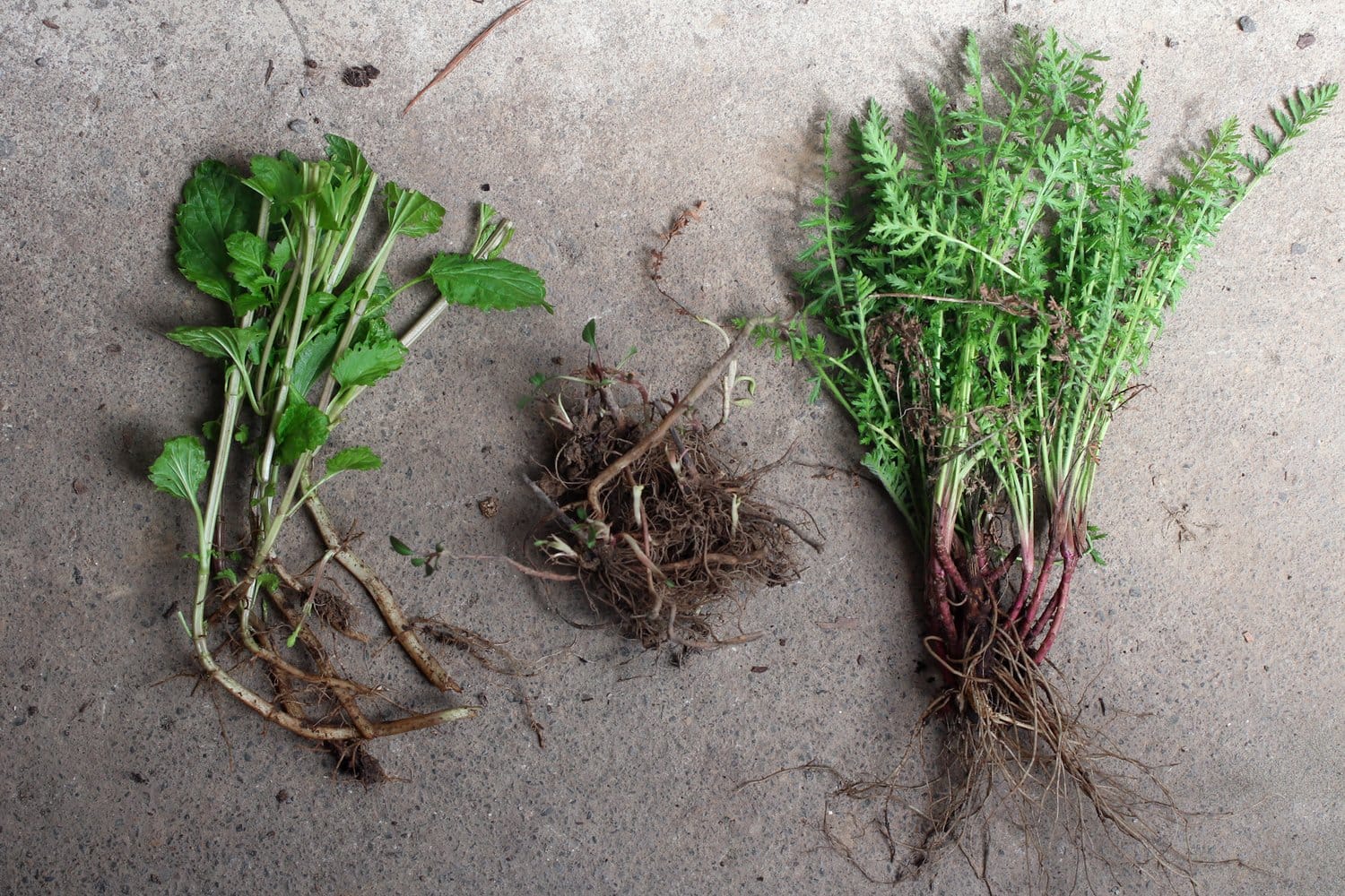 Runner and Offset Perennials Runner and Offset Perennials