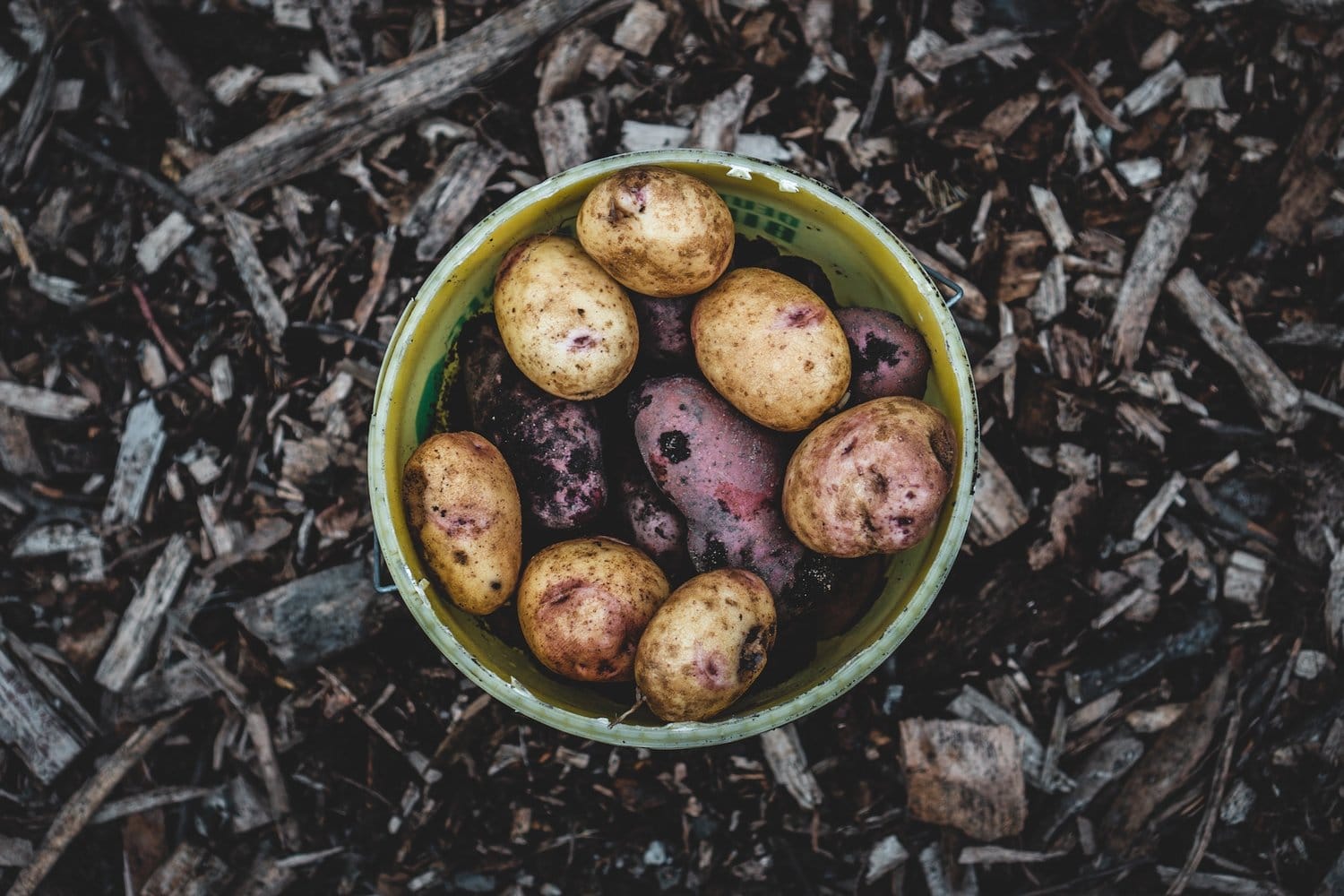 Harvesting potatoes Harvesting potatoes