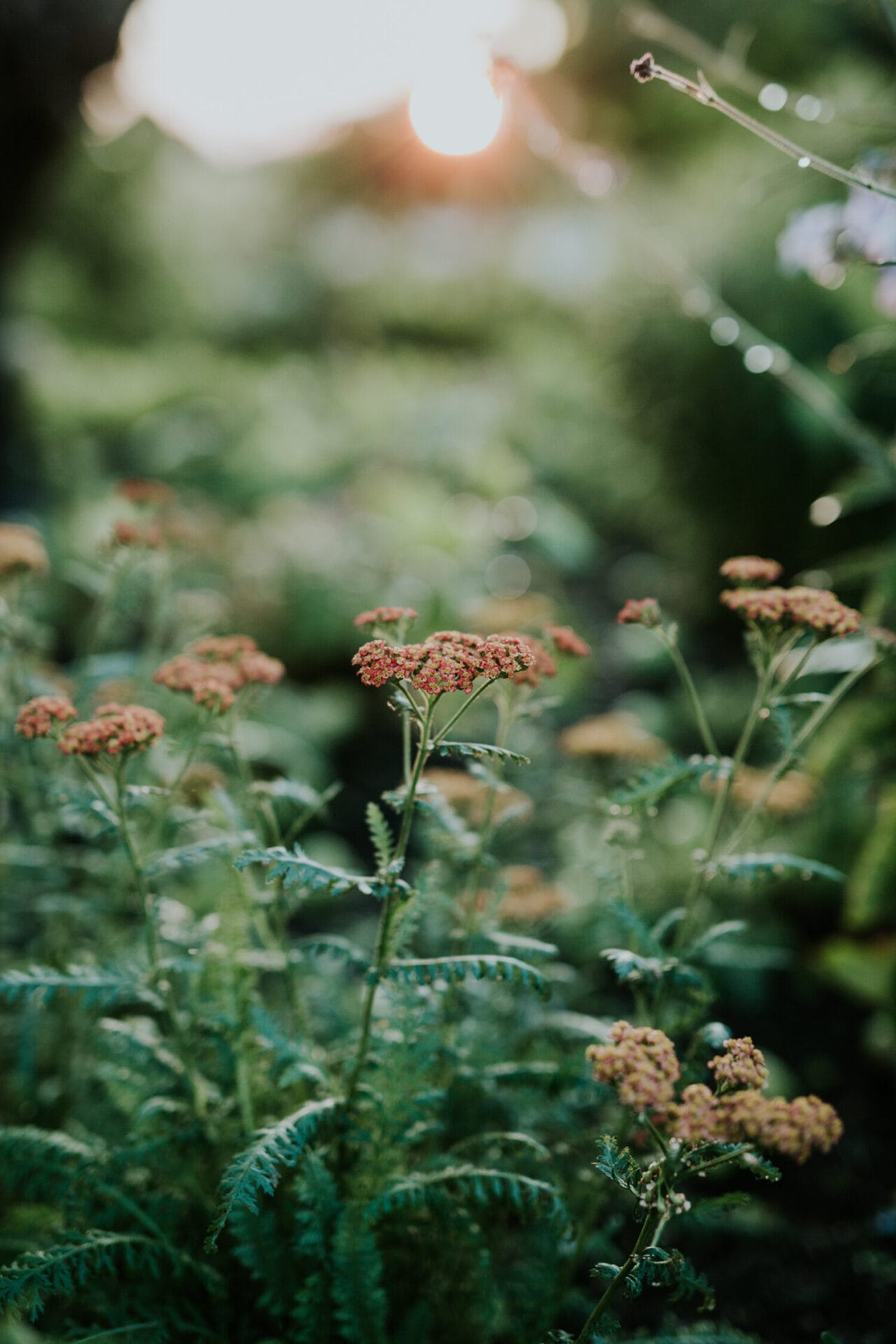 Achillea (2).jpg