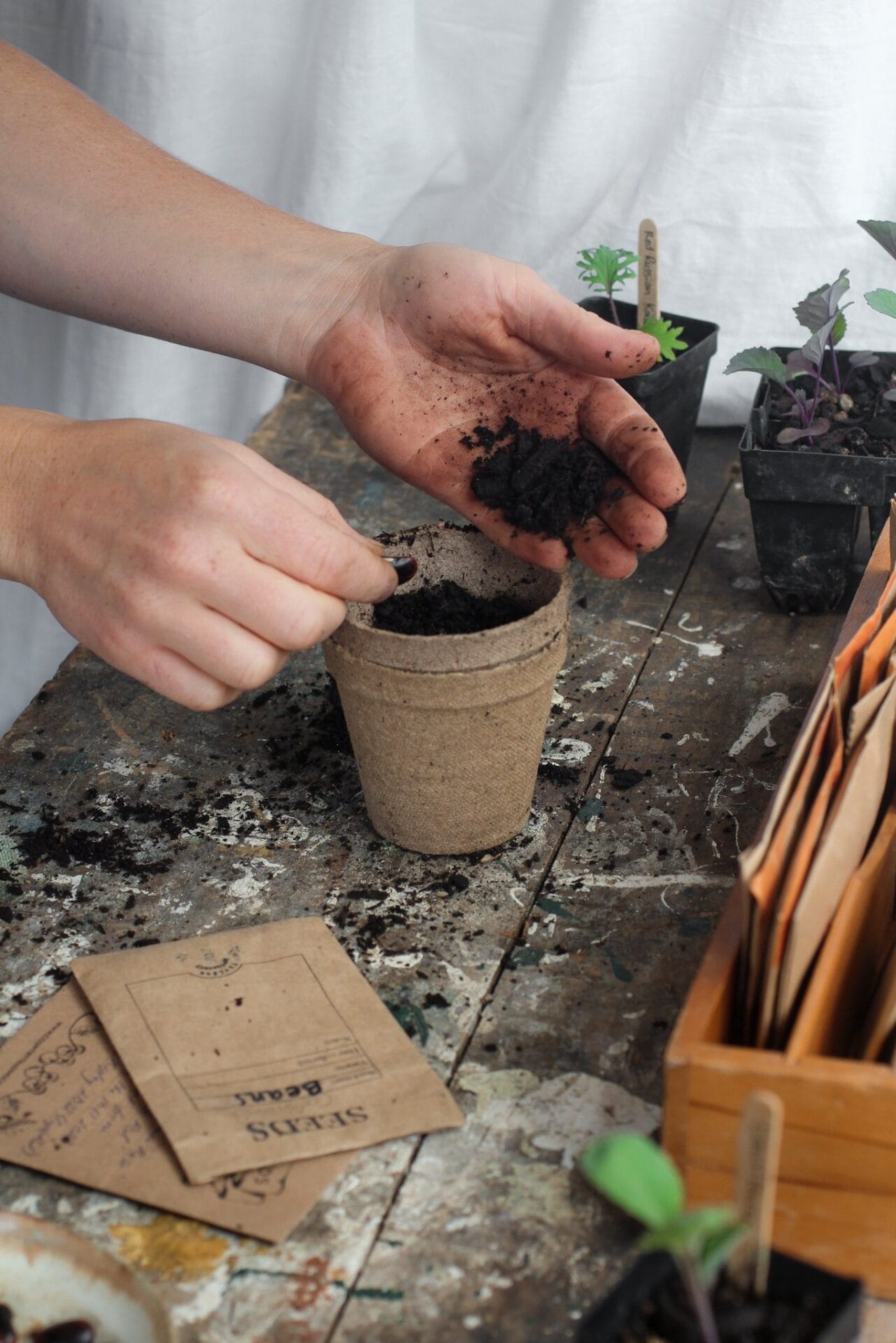 Autumn seed sowing pot 1.jpg