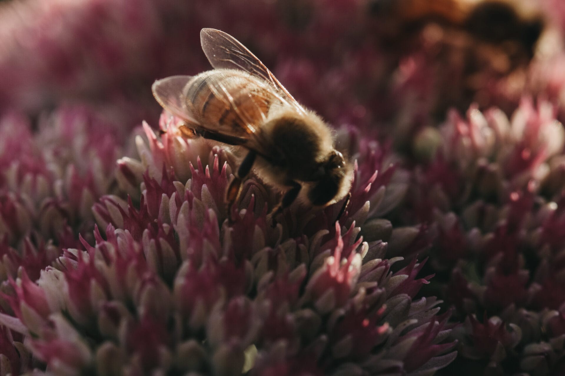 Bee pollination | Sage Journal