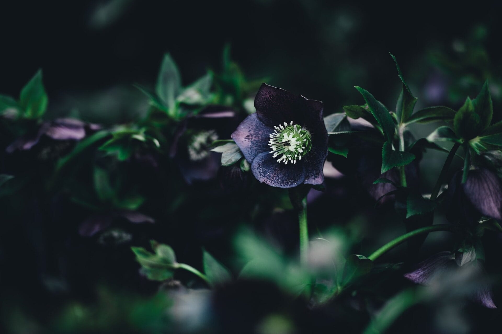 Black hellebore