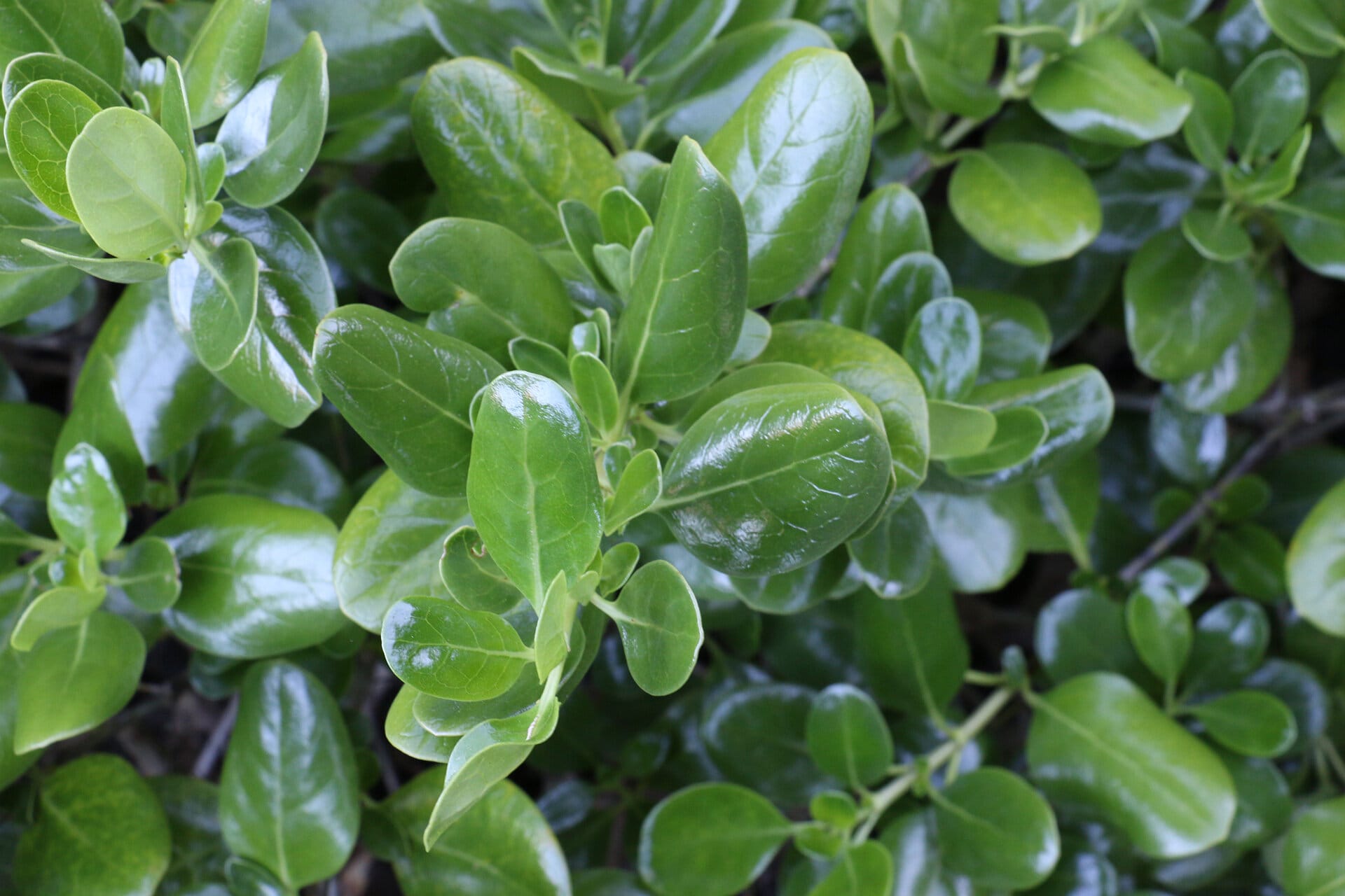 Coprosma repens Poor Knights | Drought tolerant plants