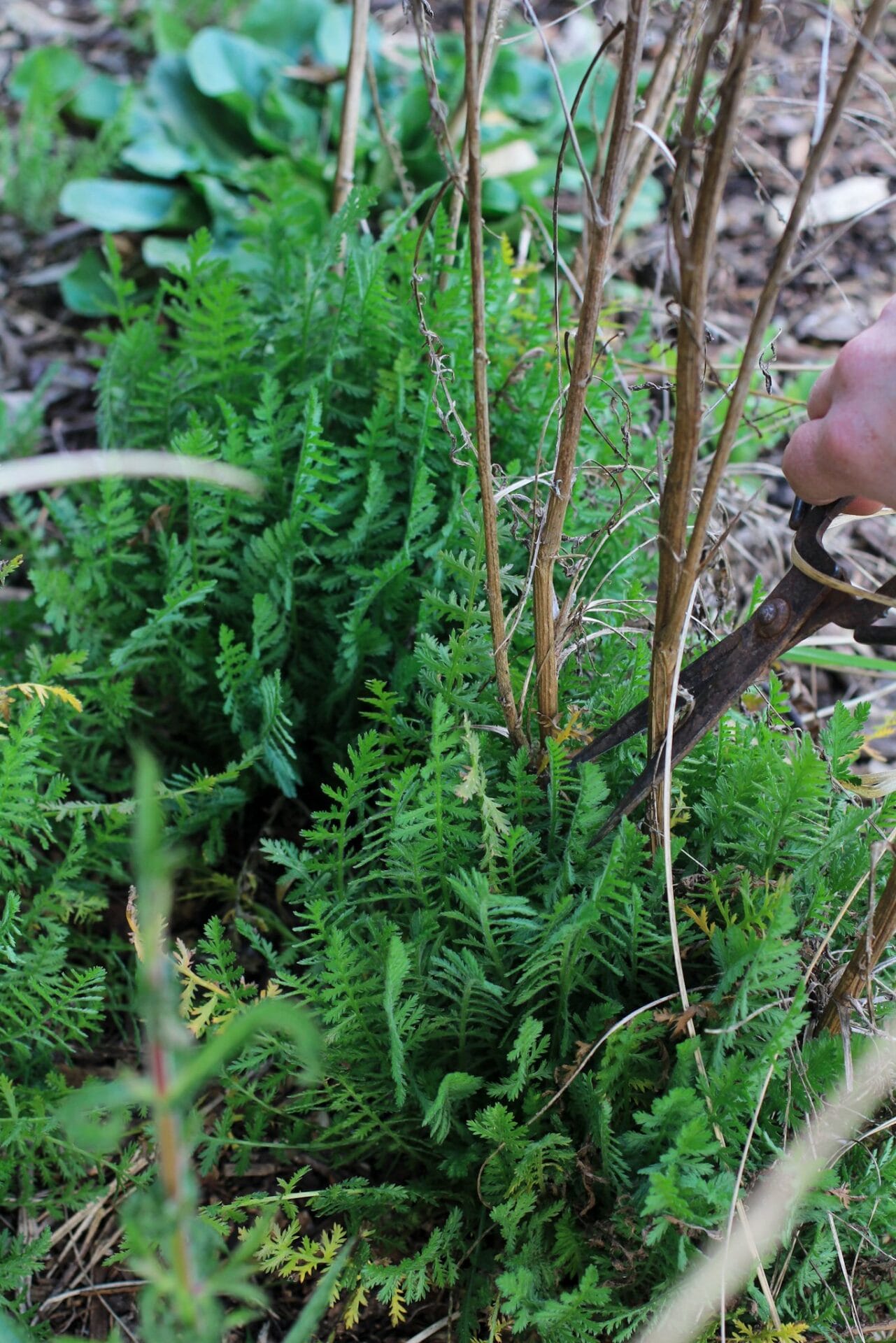 Cutting back dead & woody plant stems before digging up for division Cutting back dead & woody plant stems before digging up for division