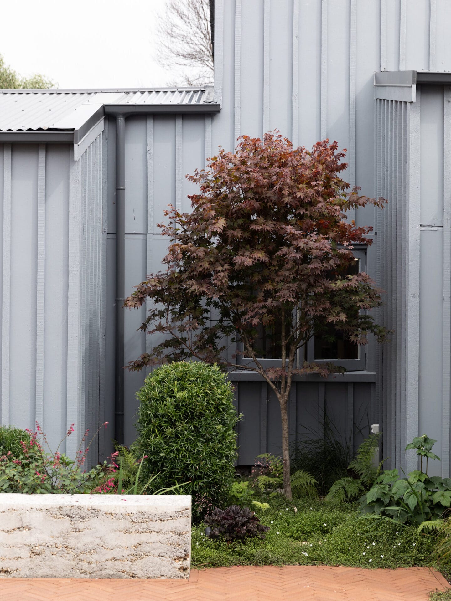 This mixed garden includes a Japanese maple: Acer palmatum 'Bloodgood', a podocarpus gracilior (‘Fern Pine’) topiary and Japanese anemone.