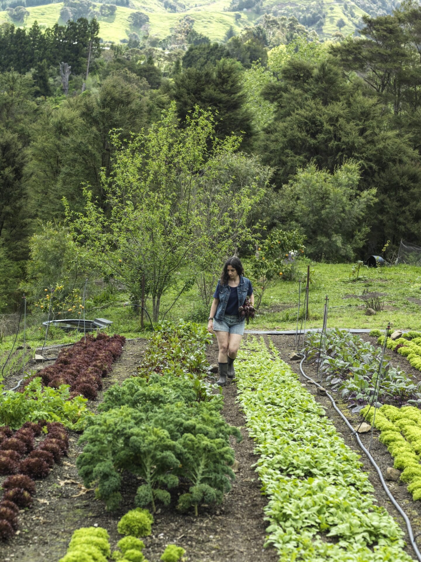 Designing your vegetable garden - The best place for a garden