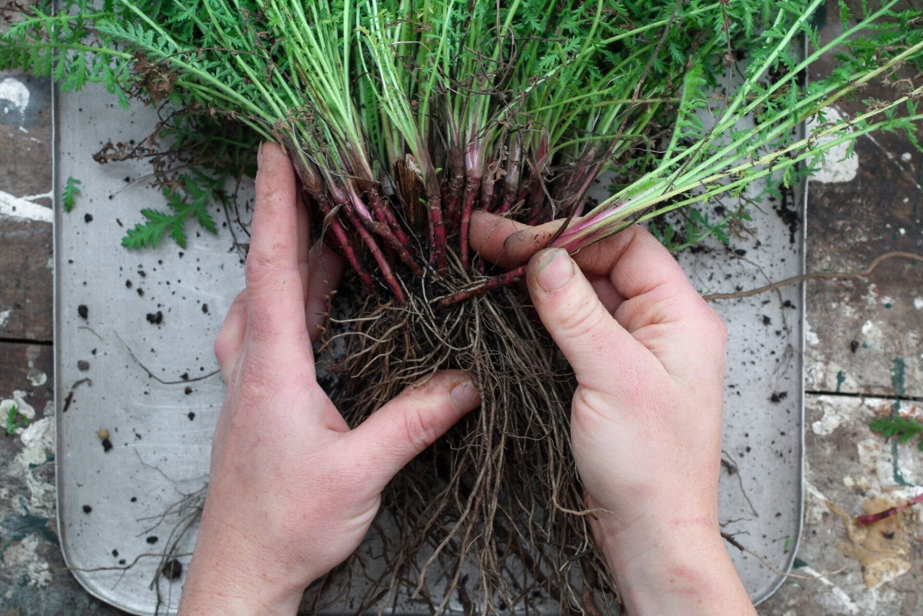 Propagating plants: How to propagate perennials by division | Sage Journal