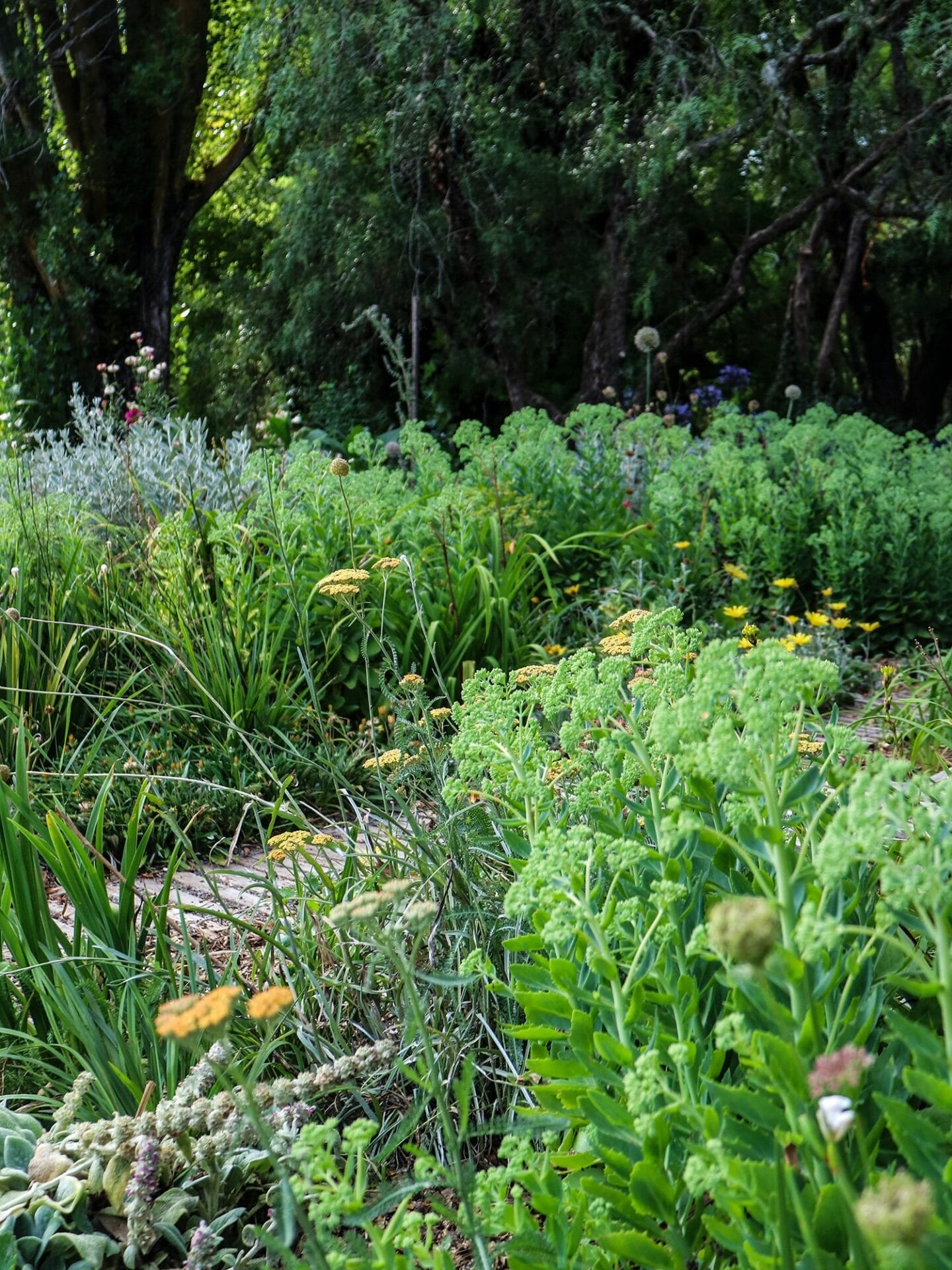 Drought-tolerant Plants for Dry Gardens