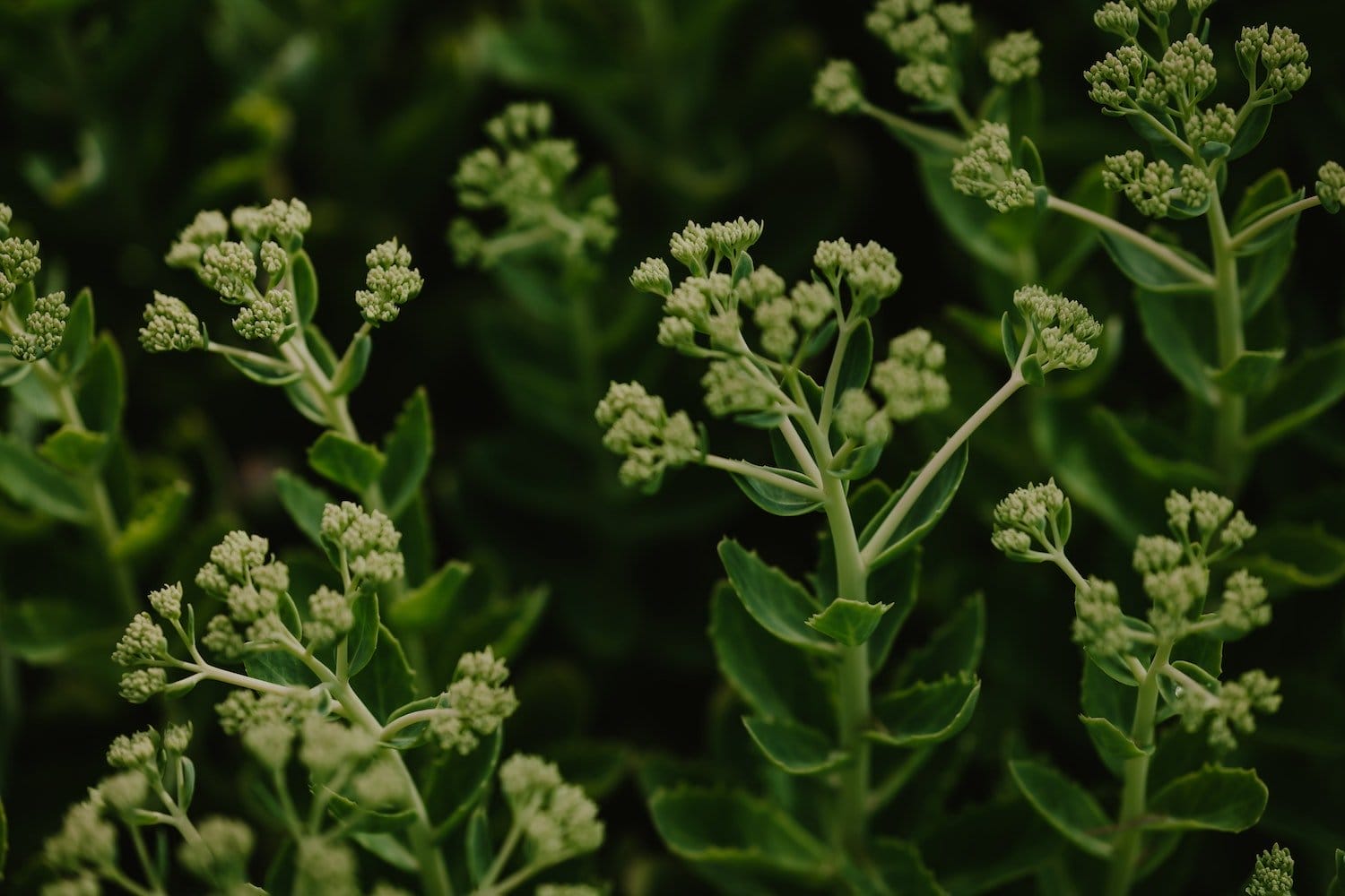 Sedums are drought=tolerant plants