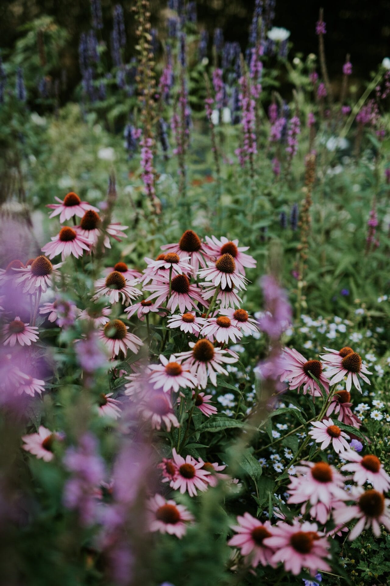 ECHINACEA PURPUREA: Drought tolerant plant