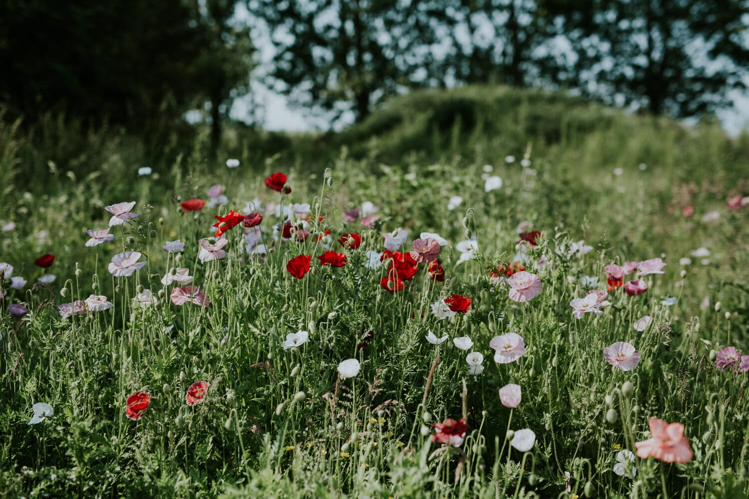 Poppies thrive in one of Sigridsminde’s transformed flower meadows,