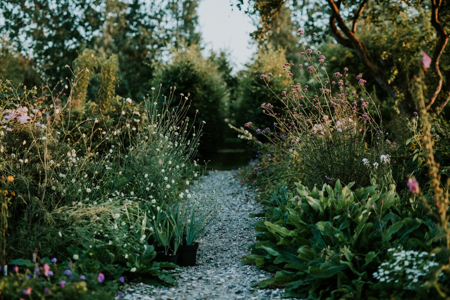 Camilla uses a mixture of trees and shrubs, perennials and annuals to create her ‘wild’ cottage garden.