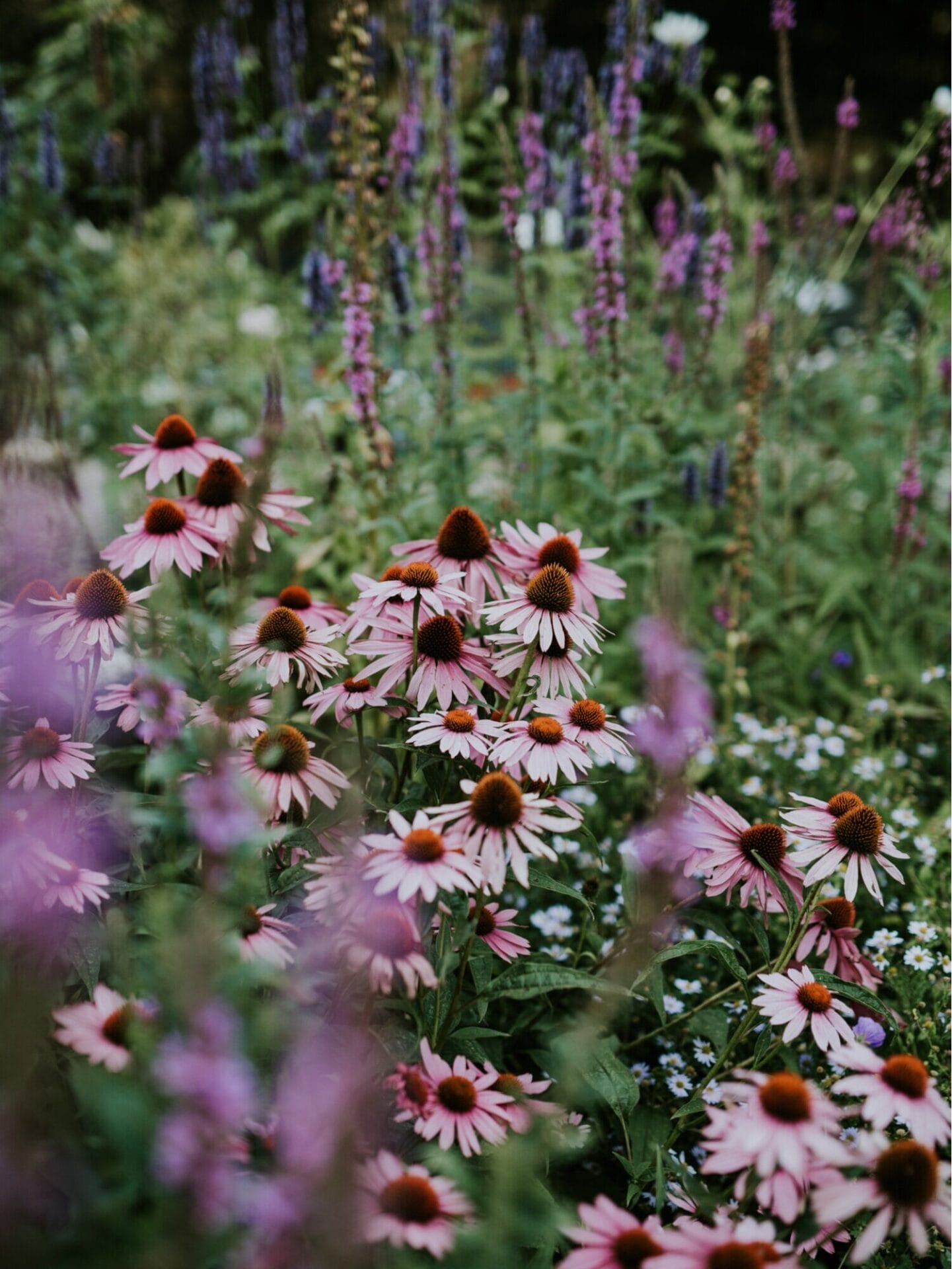 Echinacea ‘Magnus’ en masse.