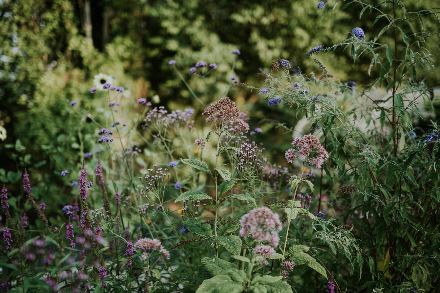 Verbena bonariensis (purpletop vervain) is one of Camilla’s go-to perennials.