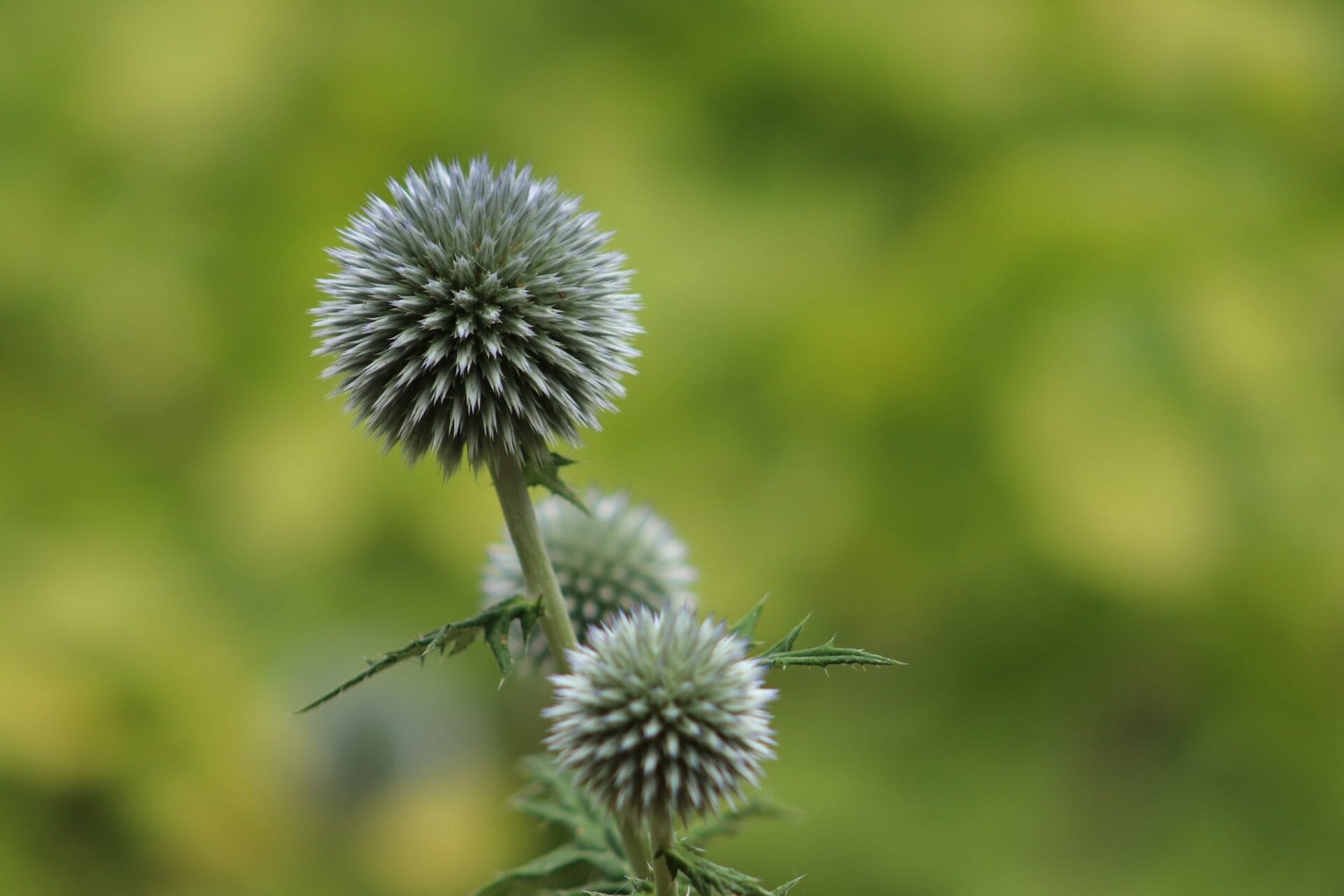 GLOBE THISTLE | Drought tolerant plants