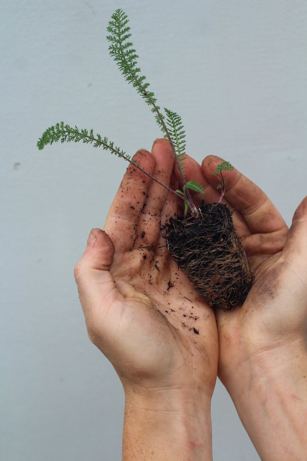 Hardy annual seedling.jpg