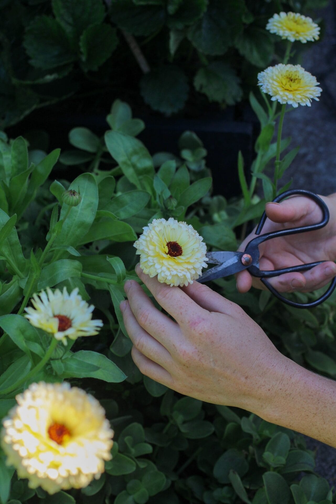 Harvesting calendula_.jpg