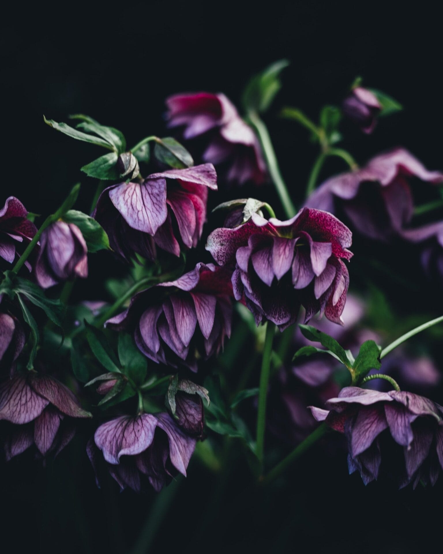 Hellebore-hybrid-double-bloomsformat2500w