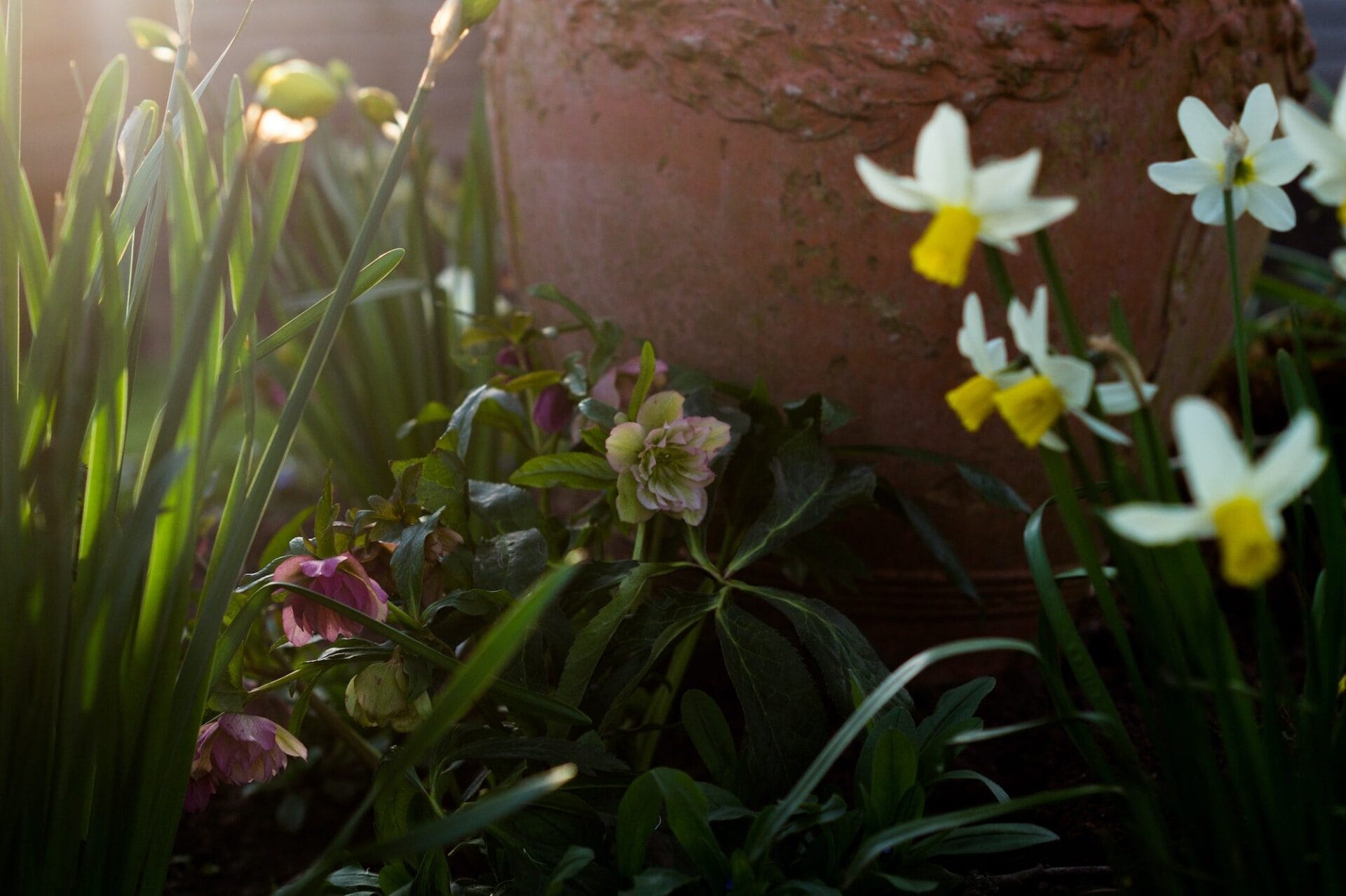 Hellebore and daffodil spring garden