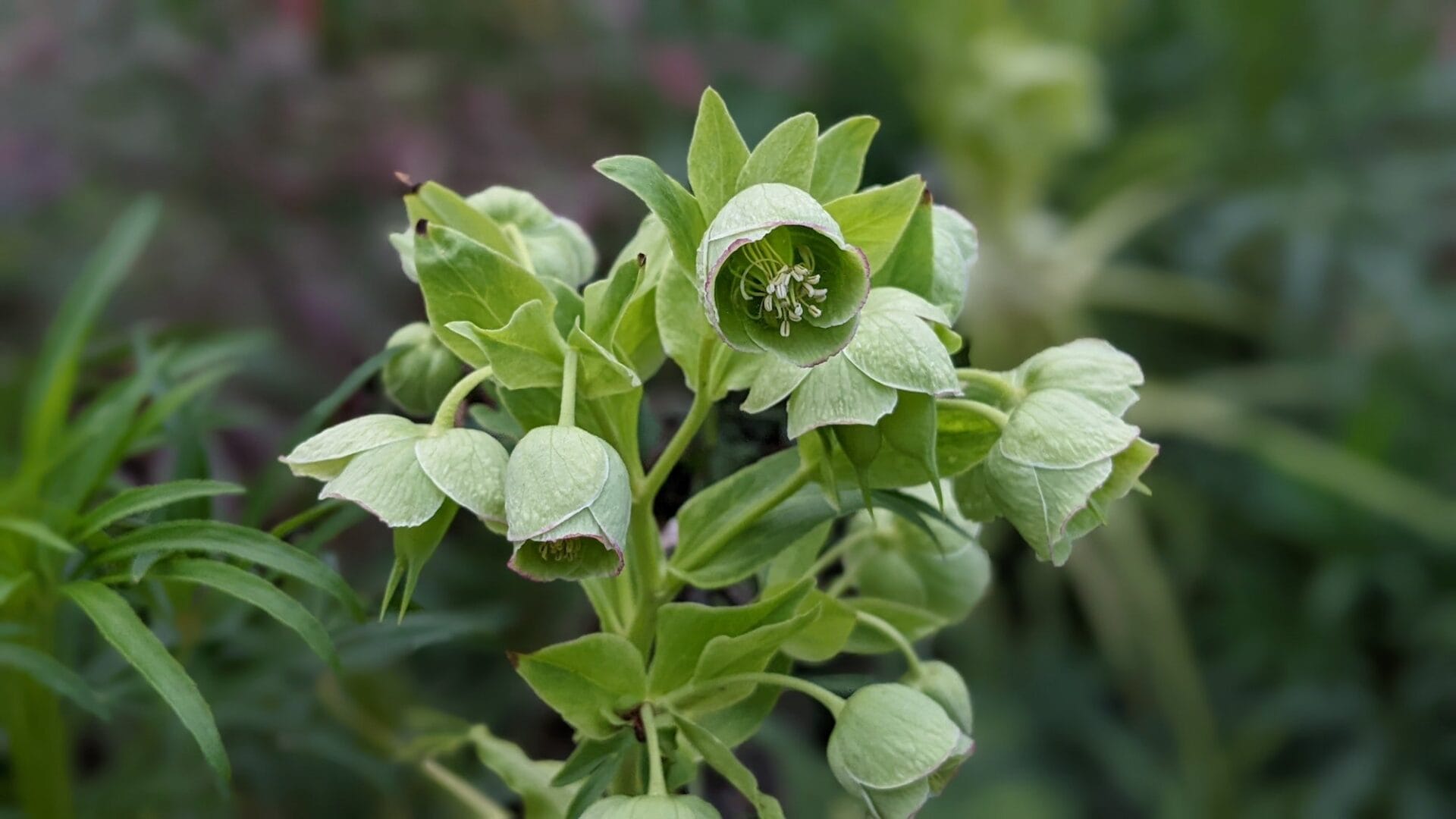 Helleborus argutifolius (Corsican hellebore)
