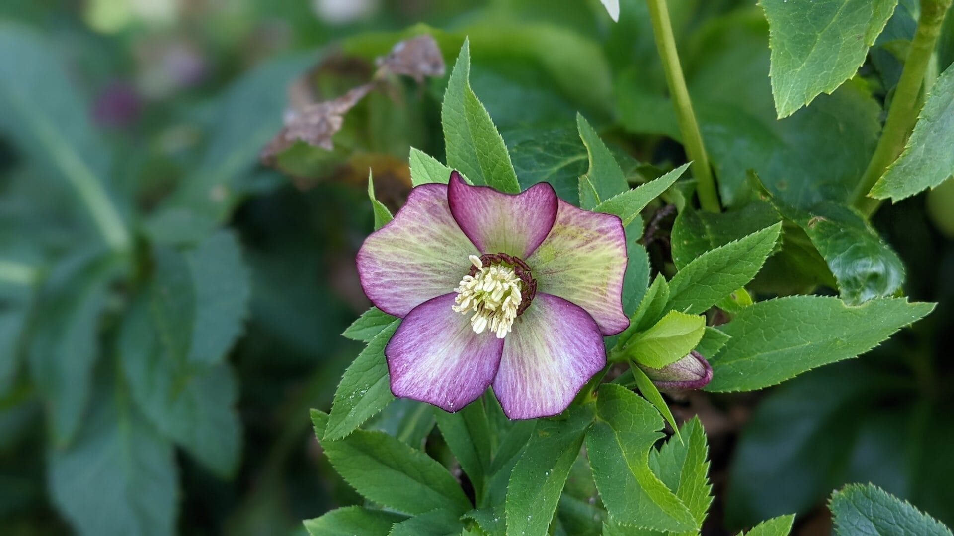 How to propagate hellebores